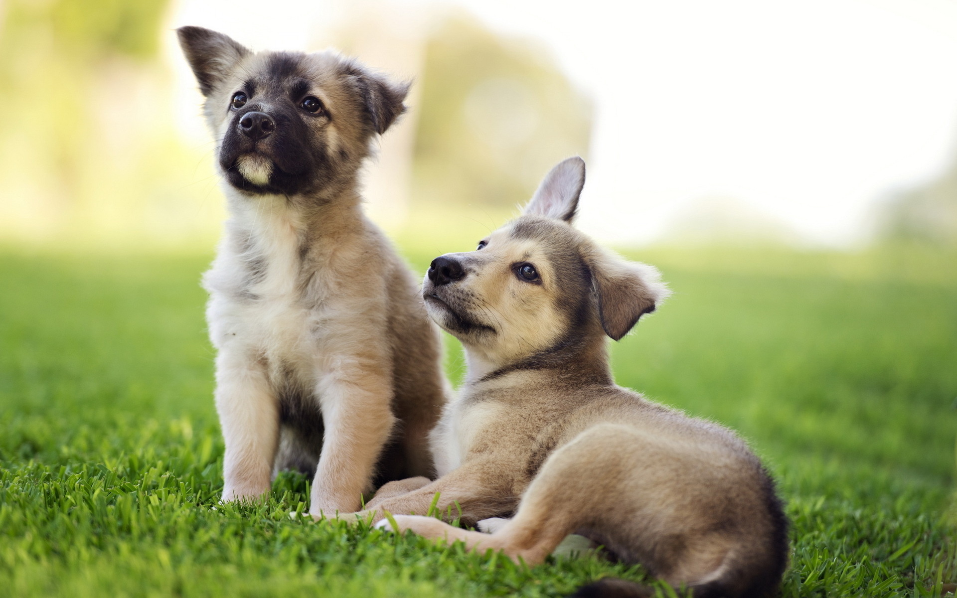 Free download wallpaper Dogs, Dog, Animal, Cute on your PC desktop