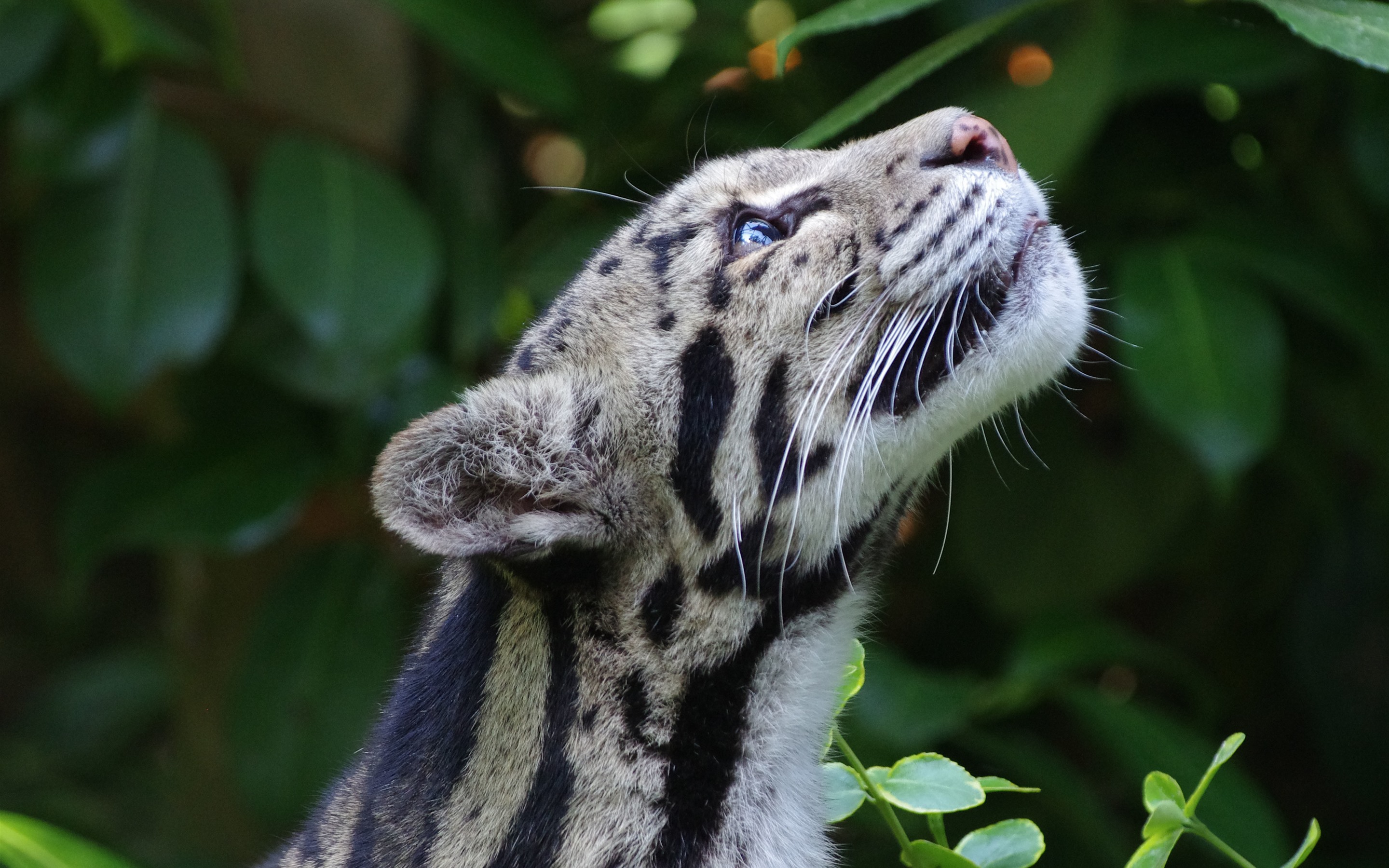 Descarga gratis la imagen Animales, Gatos, Leopardo, Pantera Nebulosa en el escritorio de tu PC