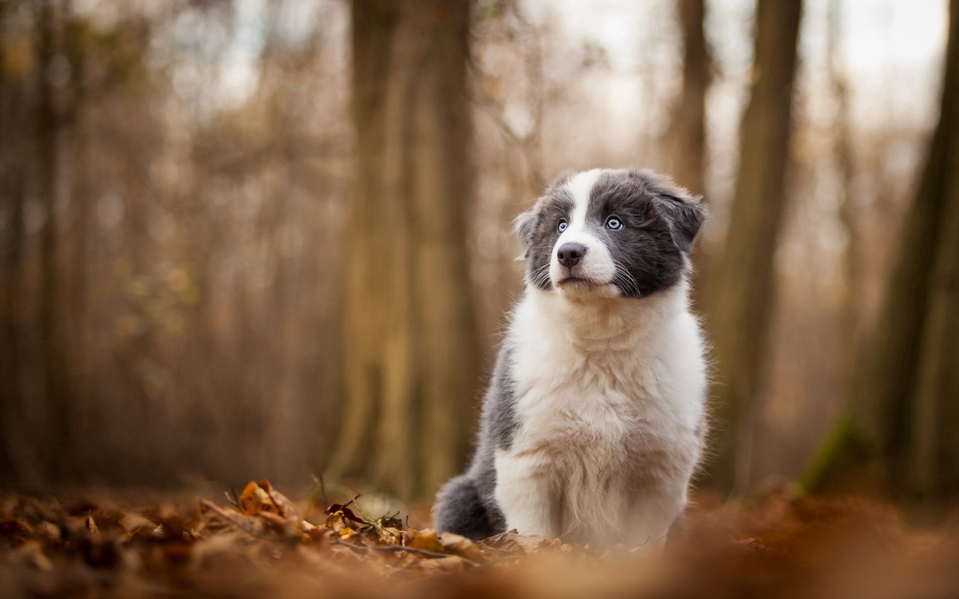 Download mobile wallpaper Trees, Animals, Smooth, Autumn, Dog, Blur for free.