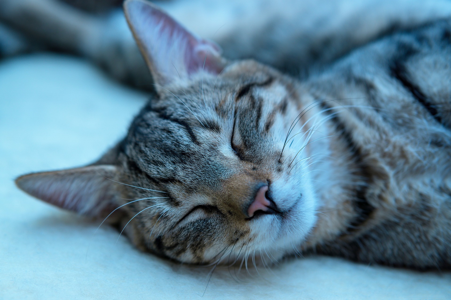 Download mobile wallpaper Cats, Cat, Animal, Sleeping for free.