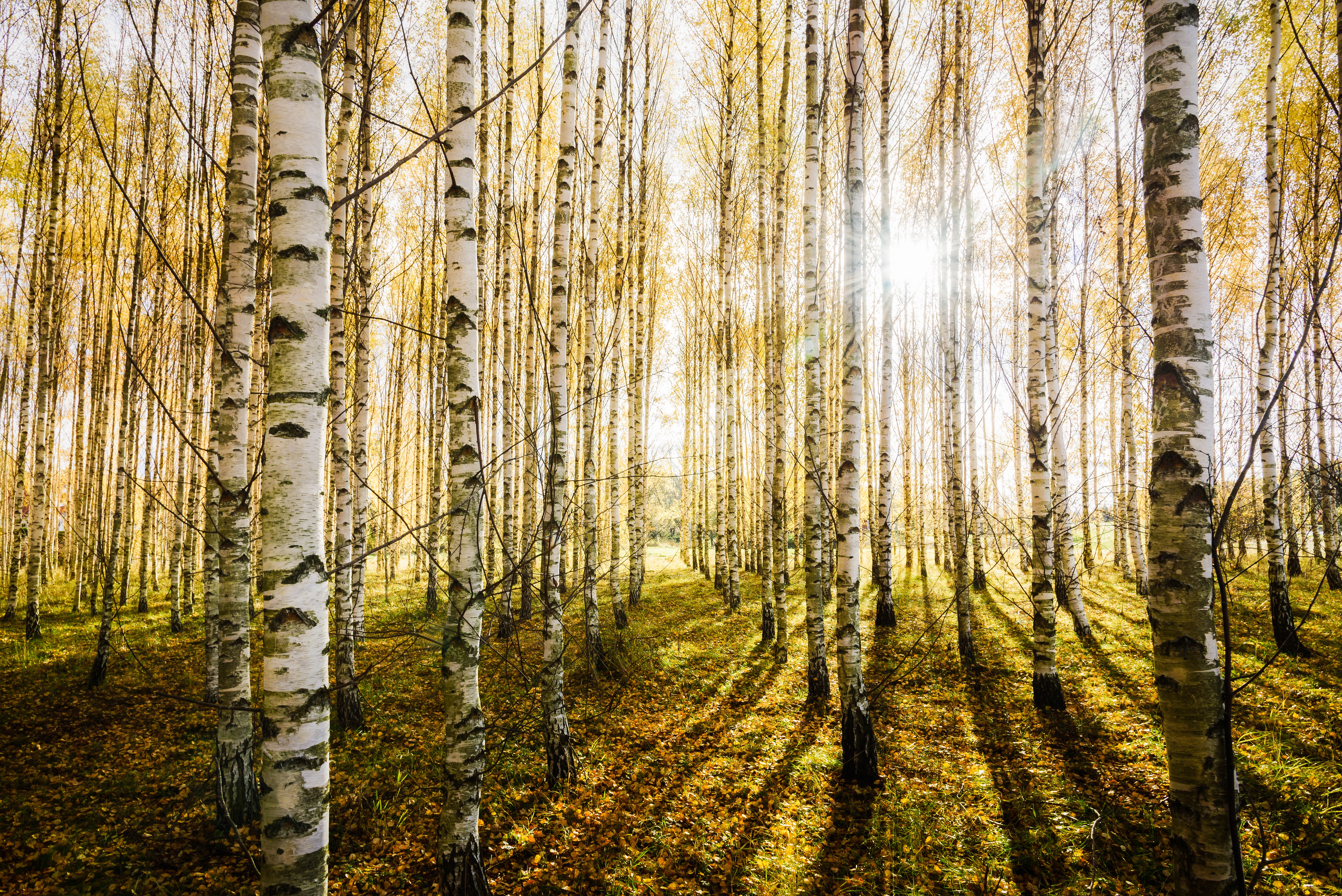 Download mobile wallpaper Nature, Forest, Earth, Birch, Sunbeam for free.