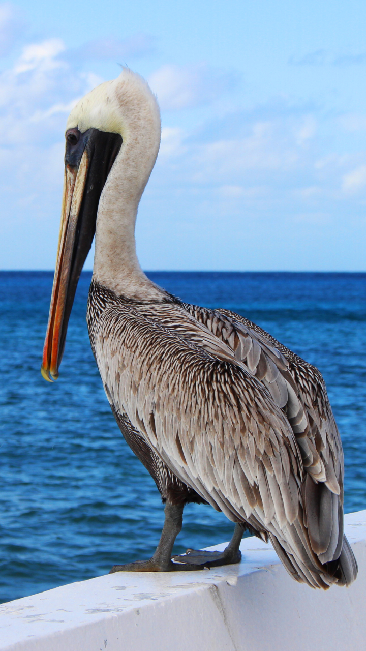 Download mobile wallpaper Birds, Bird, Ocean, Animal, Pelican for free.