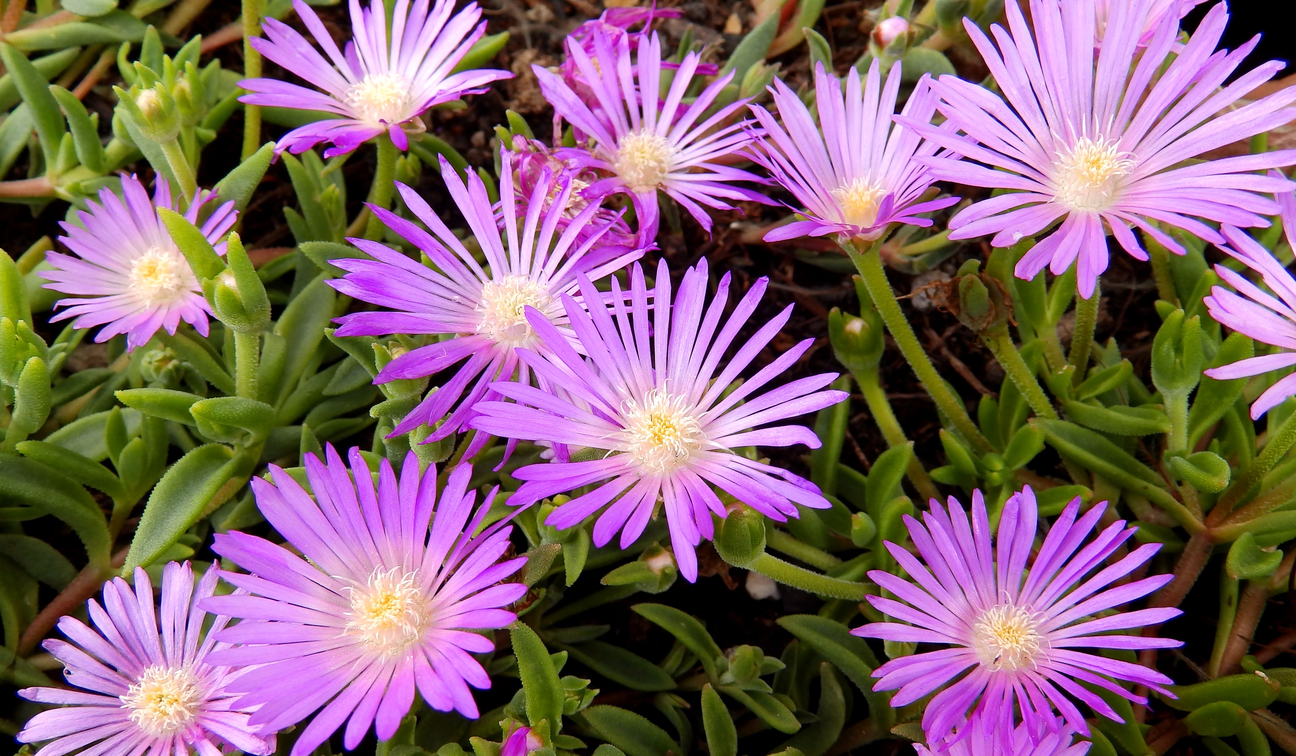 Free download wallpaper Nature, Flowers, Violet, Flower, Plant, Earth on your PC desktop
