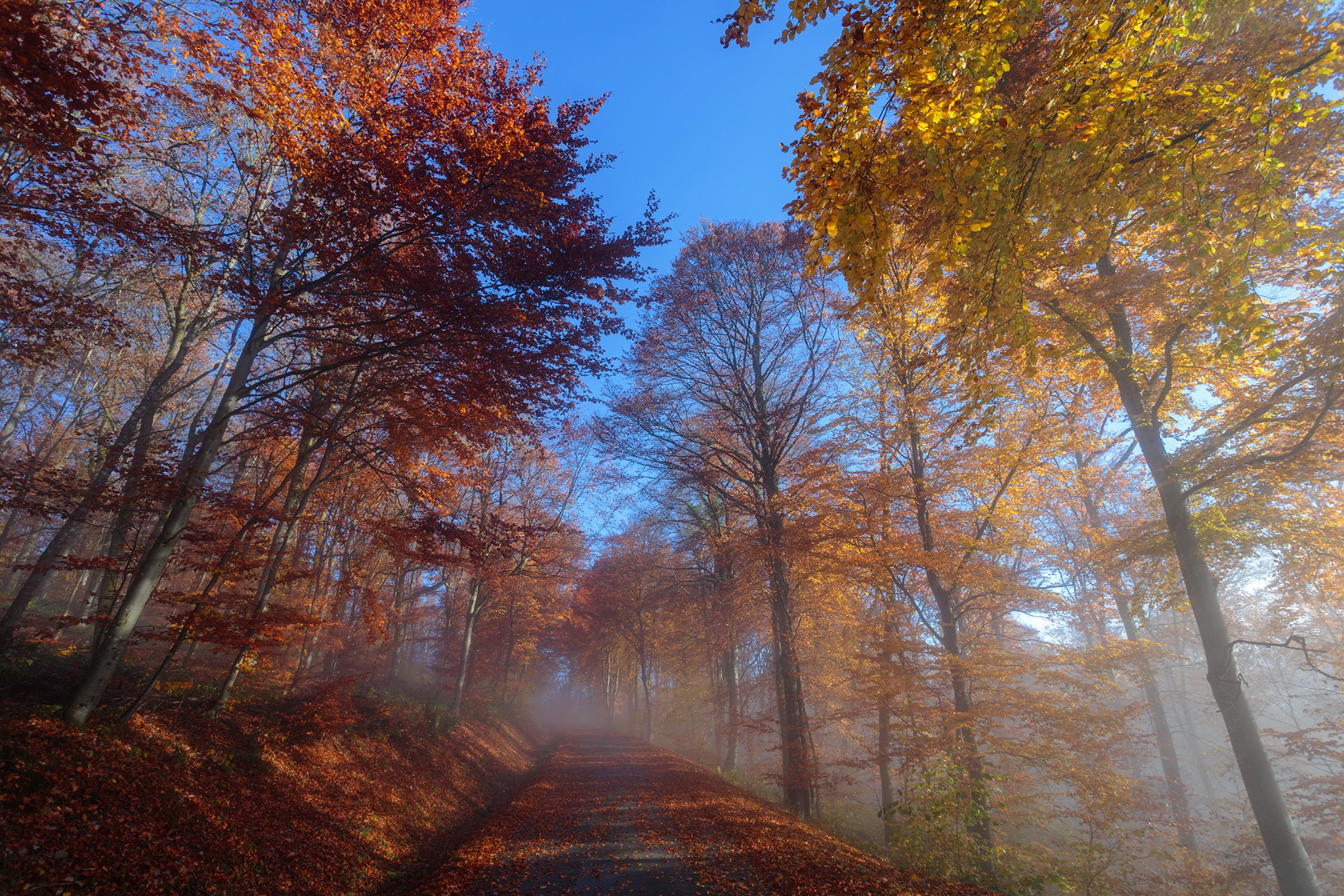 Download mobile wallpaper Nature, Forest, Tree, Fog, Fall, Earth, Dirt Road for free.