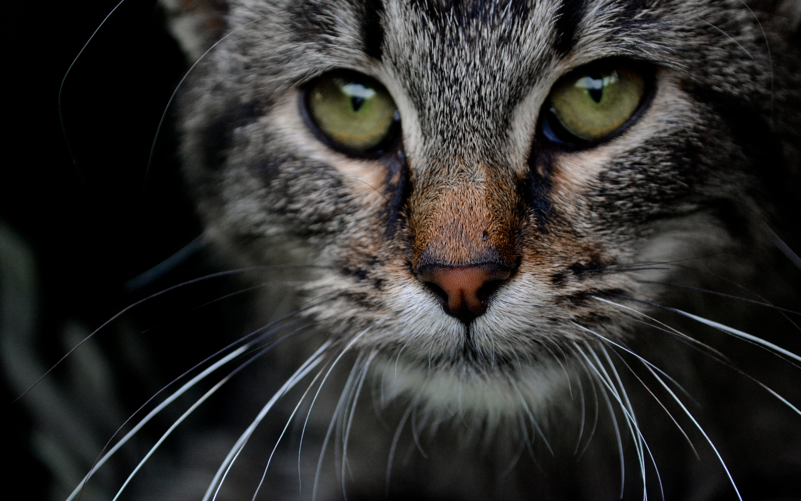 Handy-Wallpaper Tiere, Katzen, Katze kostenlos herunterladen.