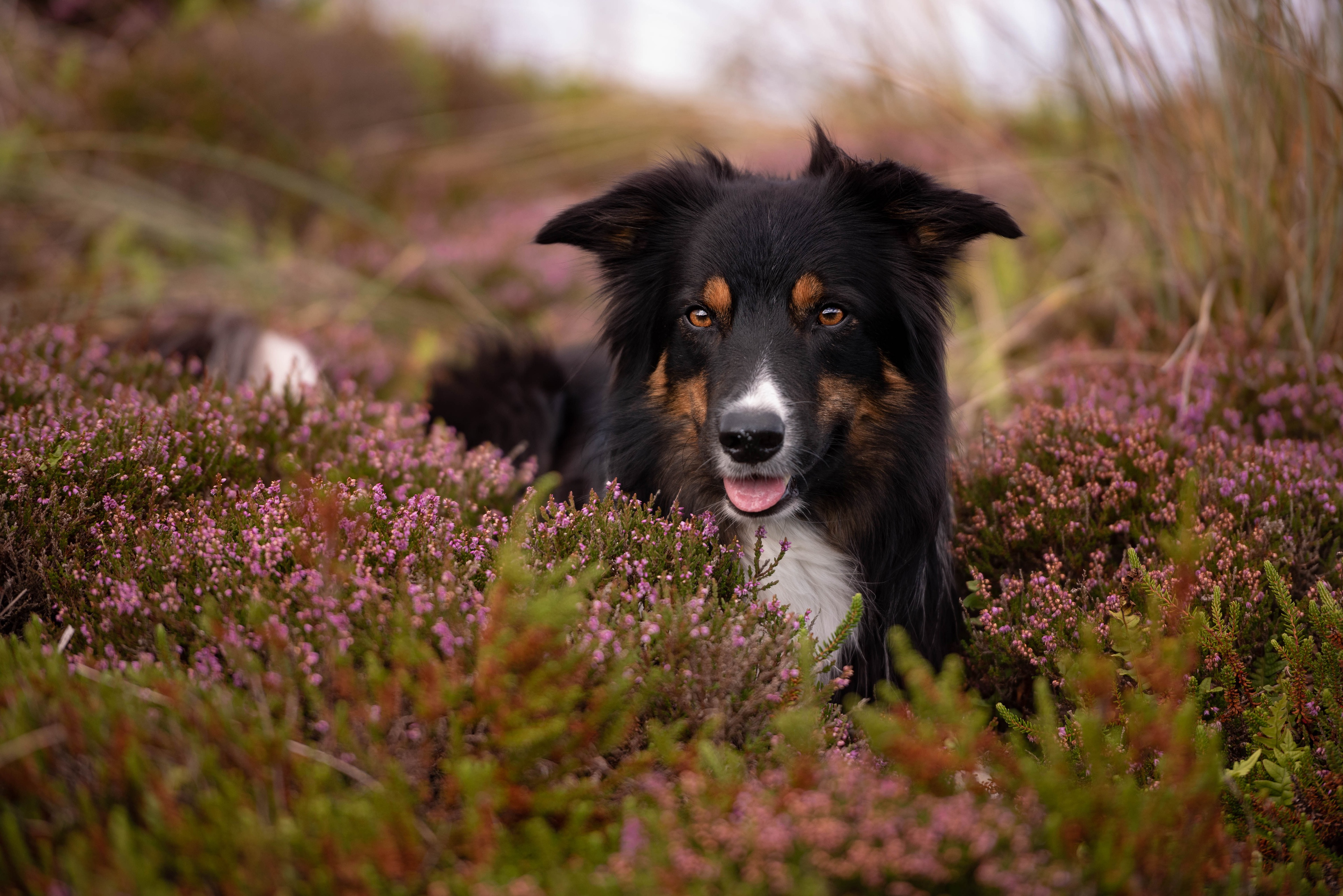 Free download wallpaper Dogs, Heather, Flower, Dog, Animal, Border Collie on your PC desktop