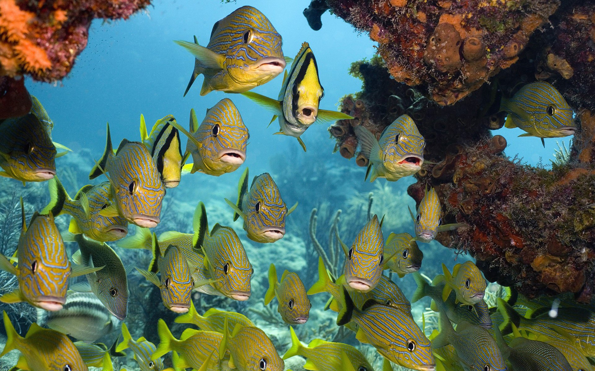 Handy-Wallpaper Fische, Fisch, Meer, Unterwasser, Ozean, Tiere kostenlos herunterladen.