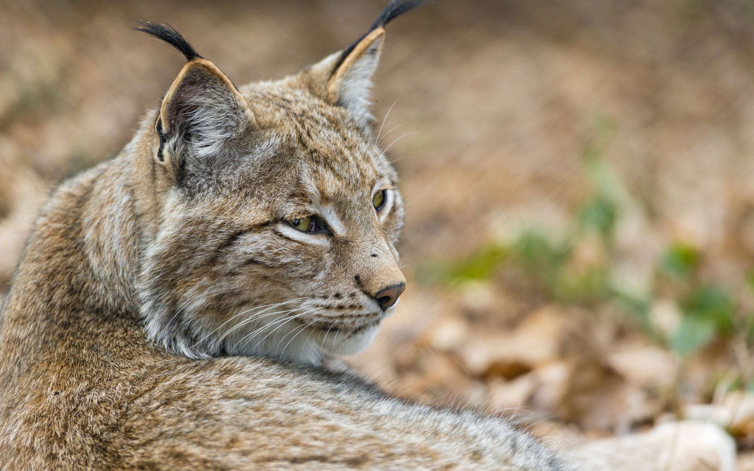 Handy-Wallpaper Tiere, Katzen, Luchs kostenlos herunterladen.