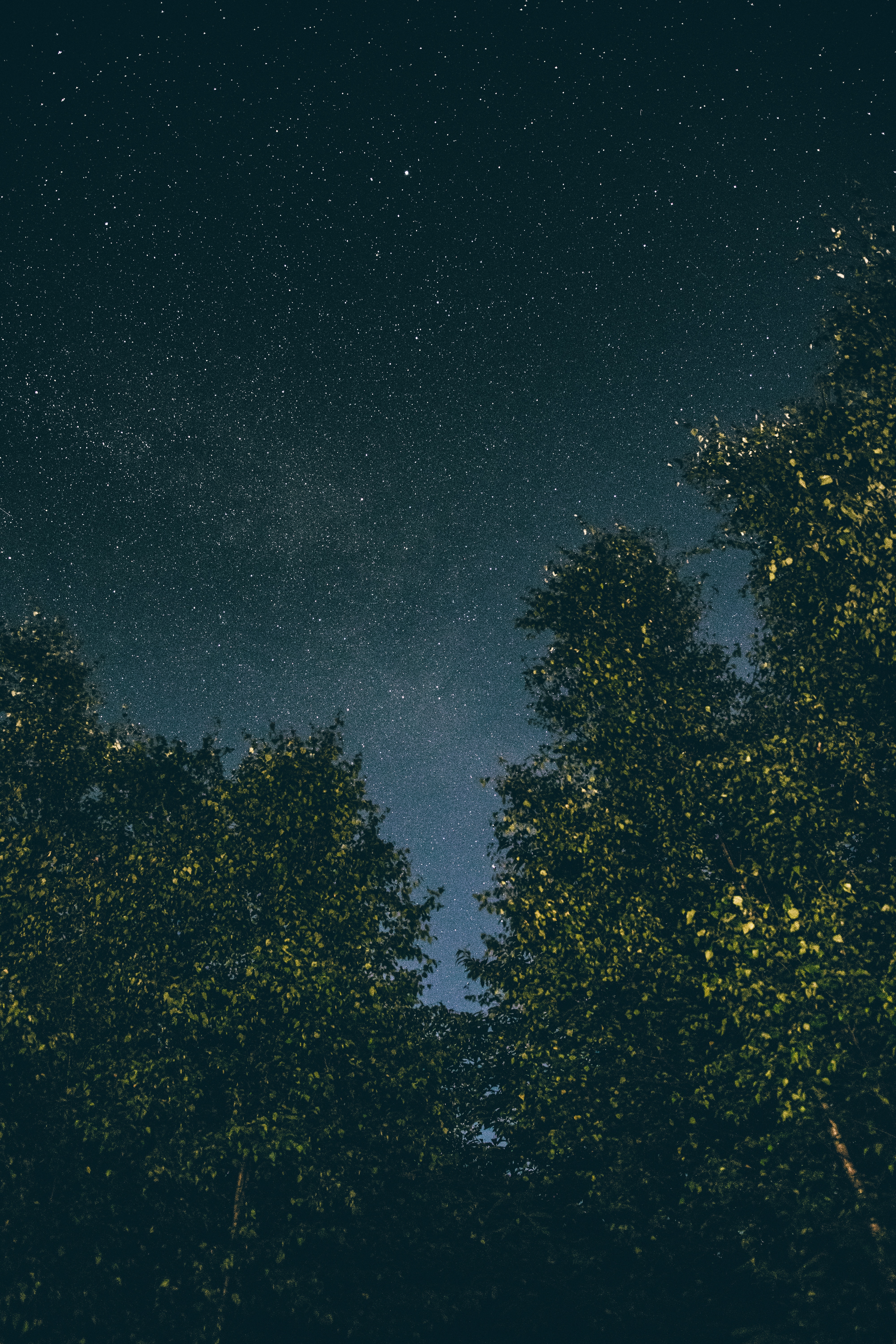 Download mobile wallpaper Trees, Stars, Starry Sky, Night, Nature for free.