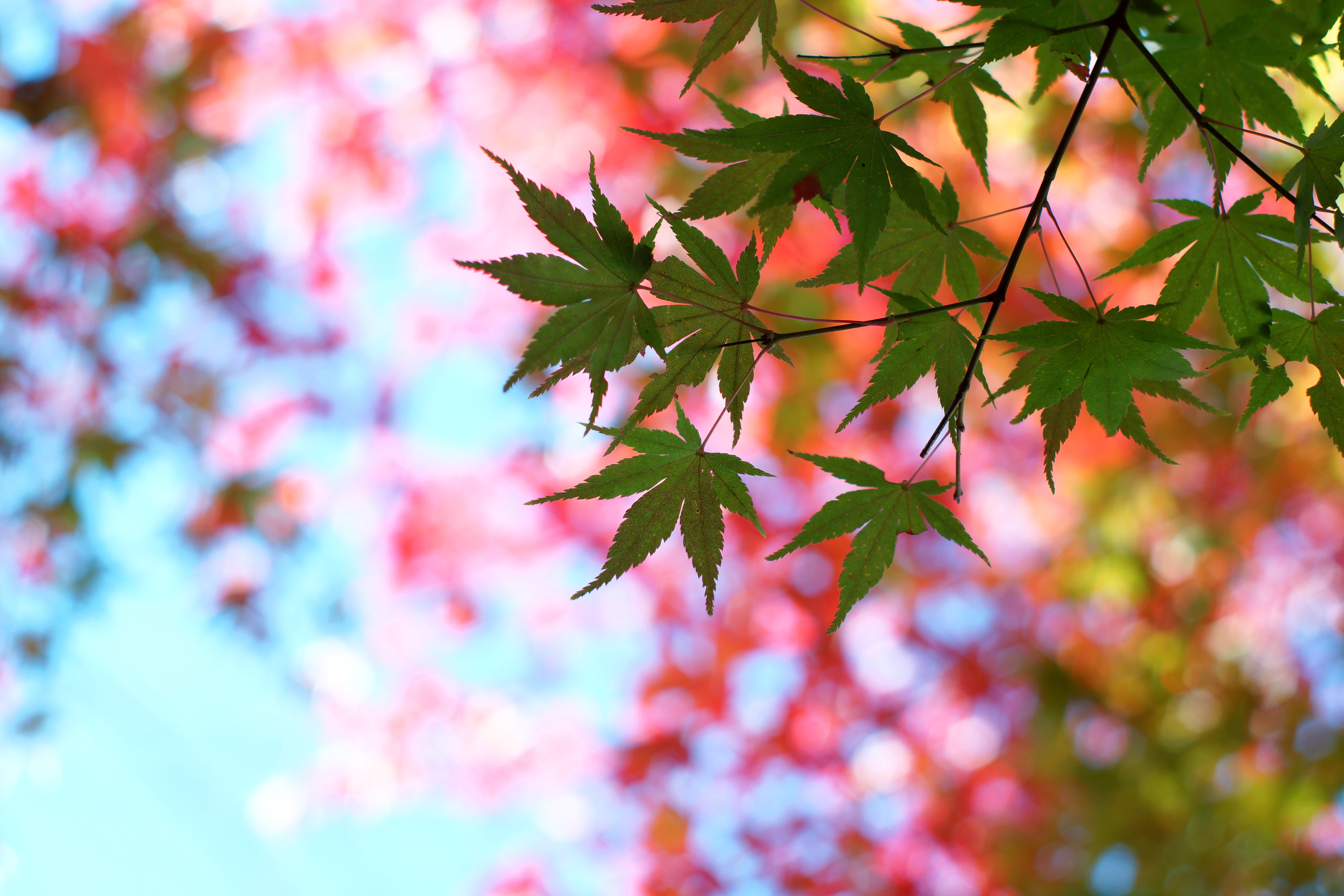 nature, leaves, maple, summer, glare, wood, tree, branch High Definition image