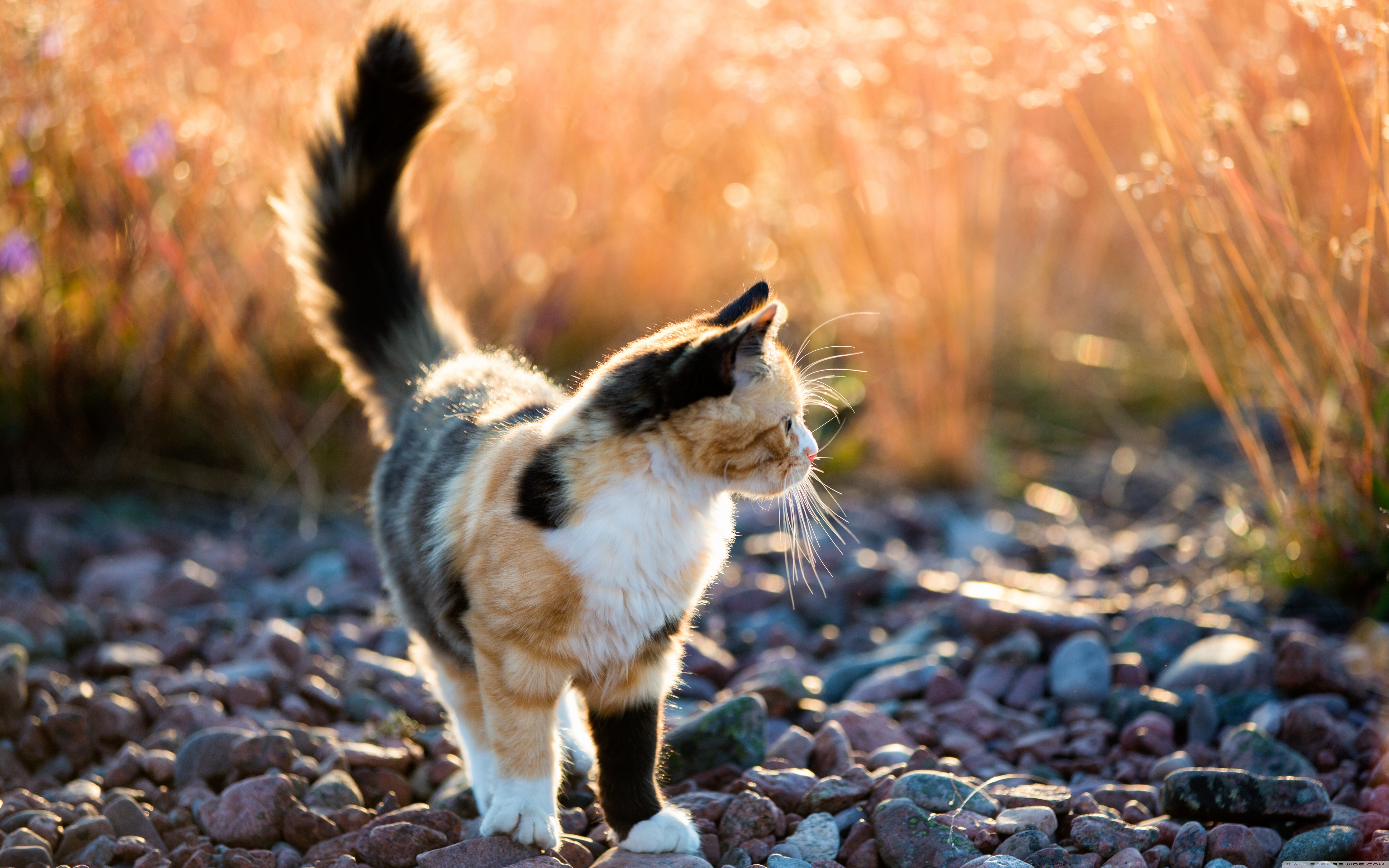 Baixar papel de parede para celular de Animais, Gato gratuito.