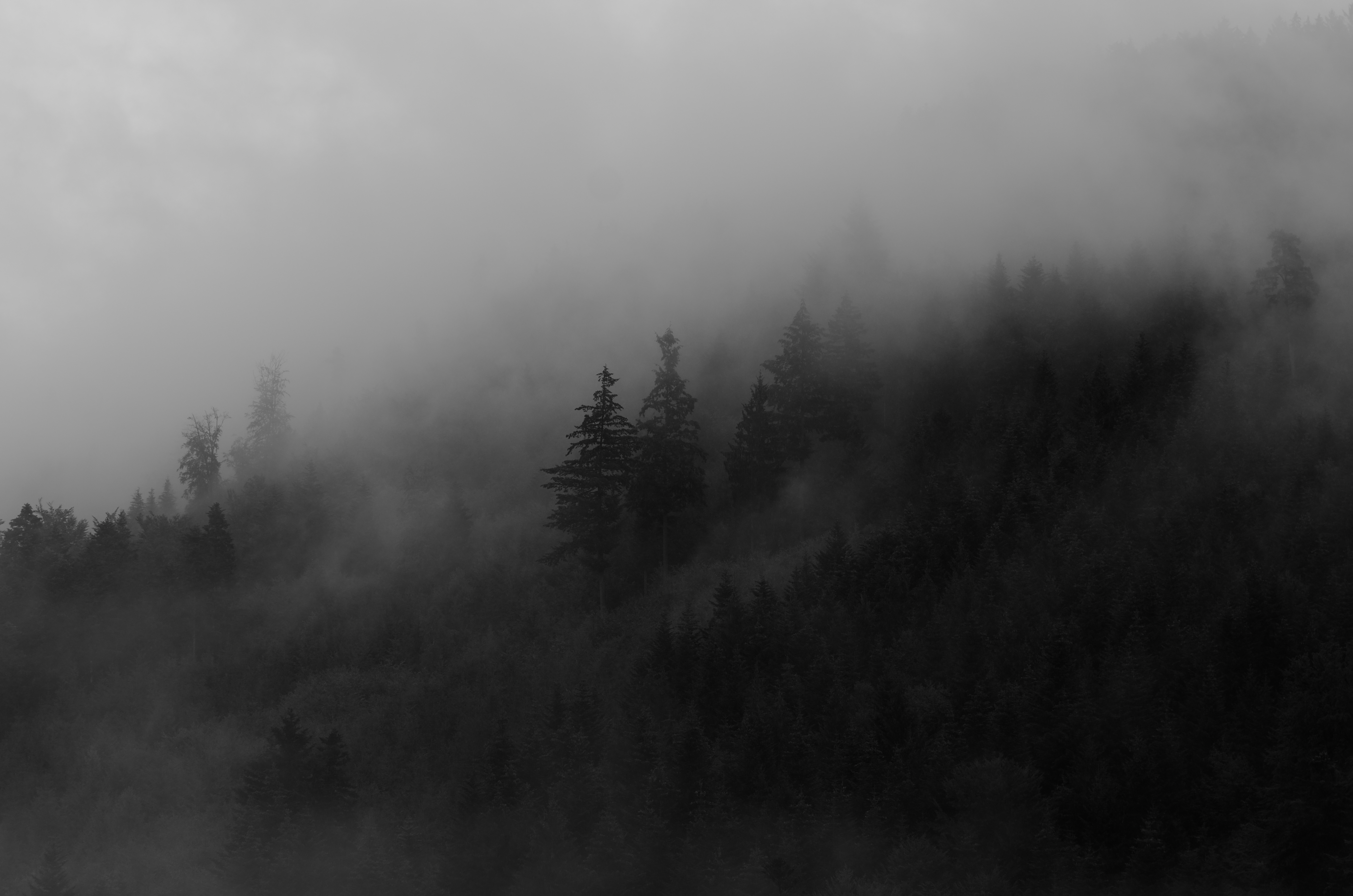 55234 скачать обои туман, лес, природа, деревья, дым, ель - заставки и картинки бесплатно