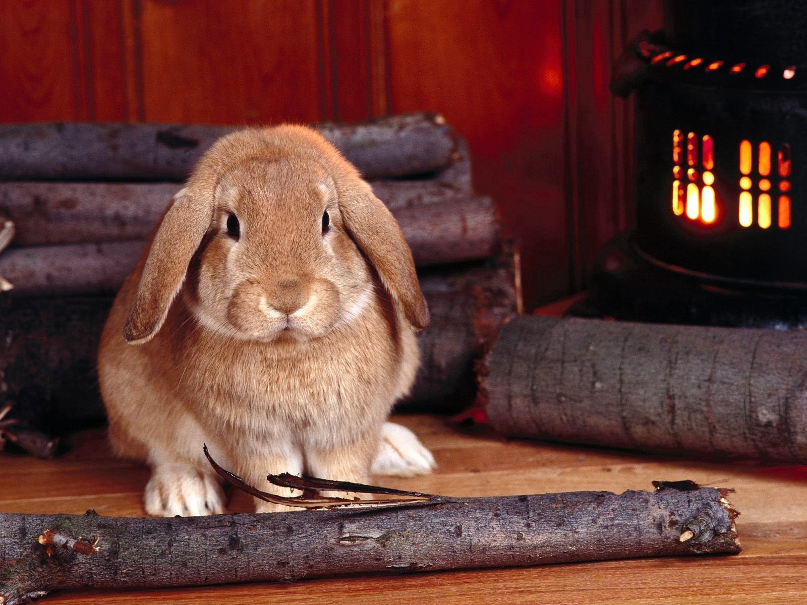101925 скачать обои кролик, животные, сидеть, дрова, печка - заставки и картинки бесплатно