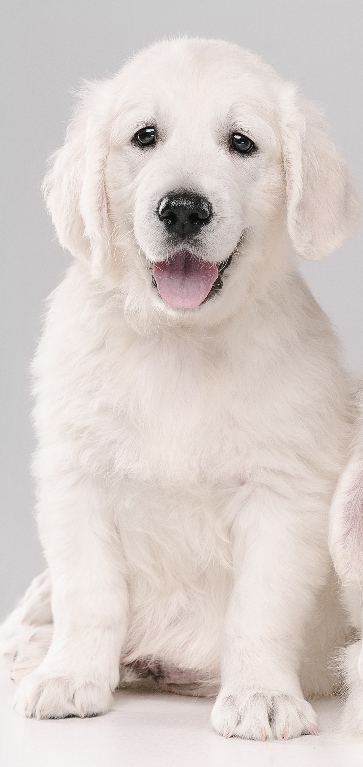 Download mobile wallpaper Dogs, Dog, Animal, Puppy, Golden Retriever, Baby Animal for free.