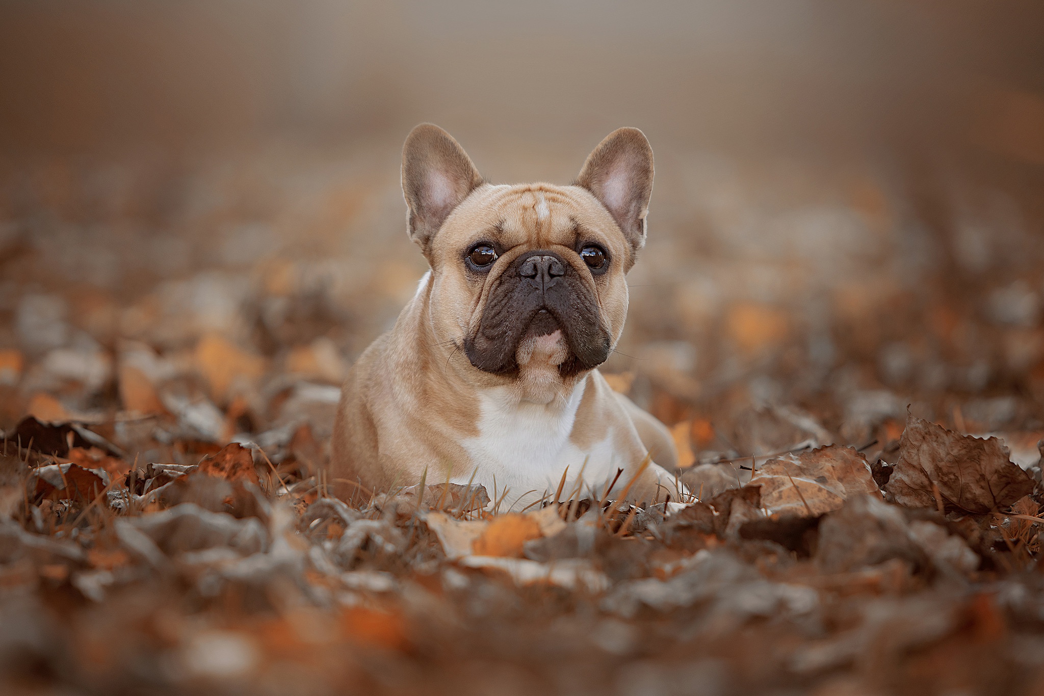 Handy-Wallpaper Tiere, Hunde, Herbst, Hund, Französisch Bulldogge kostenlos herunterladen.