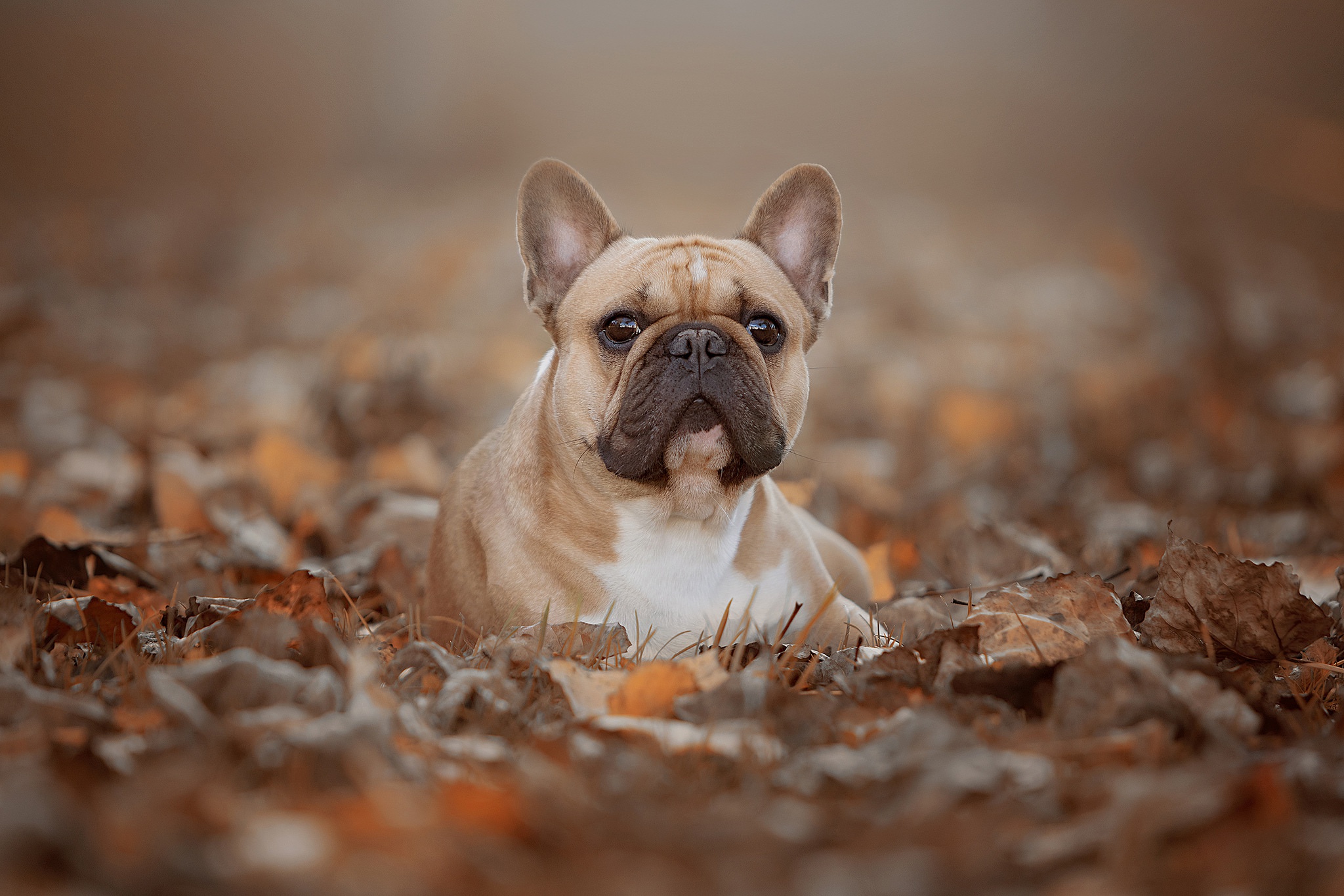 Téléchargez des papiers peints mobile Animaux, Chiens, Automne, Chien, Bouledogue gratuitement.