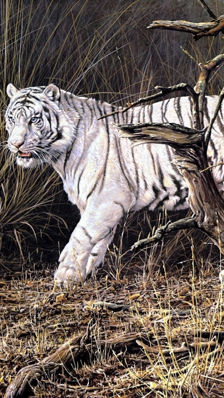 Descarga gratuita de fondo de pantalla para móvil de Animales, Gatos, Tigre Blanco.