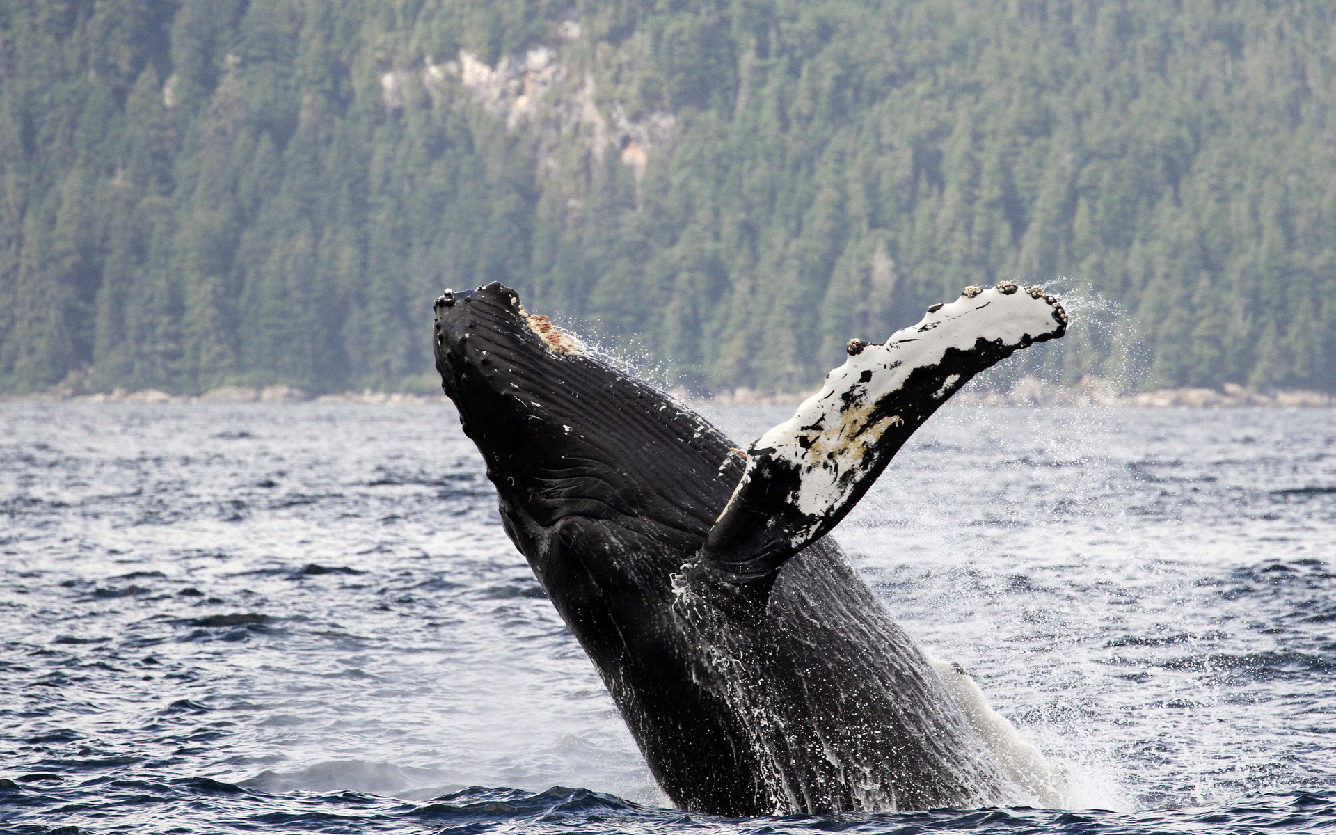 619622 скачать картинку животные, кит, нарушение - обои и заставки бесплатно