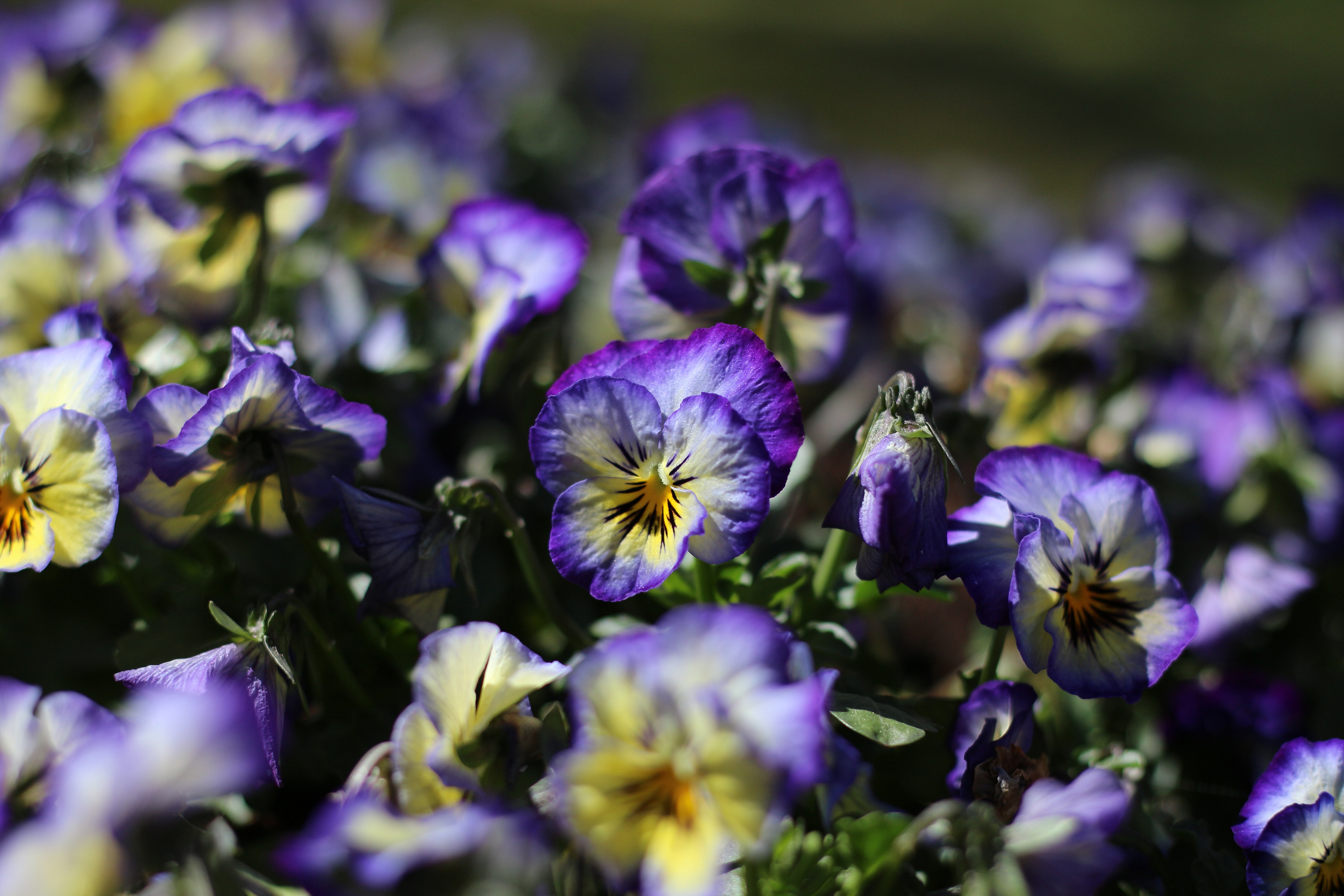 Descarga gratuita de fondo de pantalla para móvil de Flores, Flor, Tierra/naturaleza, Viola × Wittrockiana.