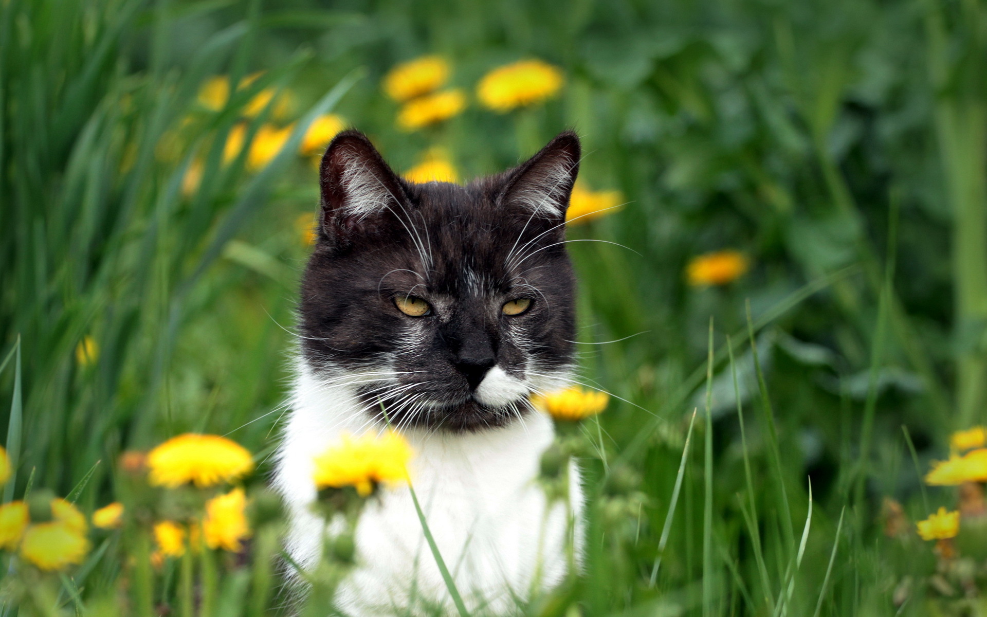 Handy-Wallpaper Tiere, Katzen, Katze kostenlos herunterladen.