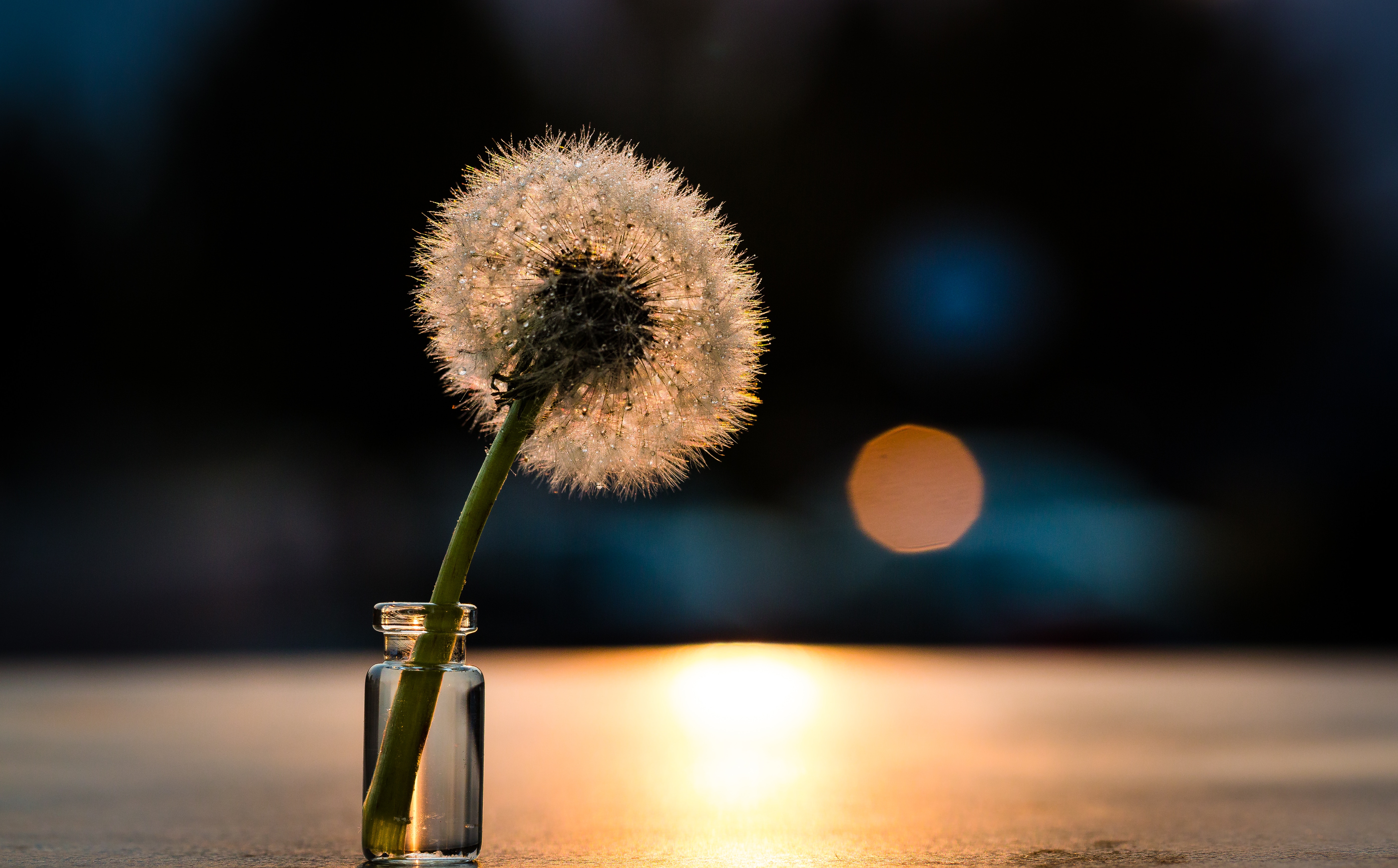 dandelion, flowers, light, shine, close up phone background