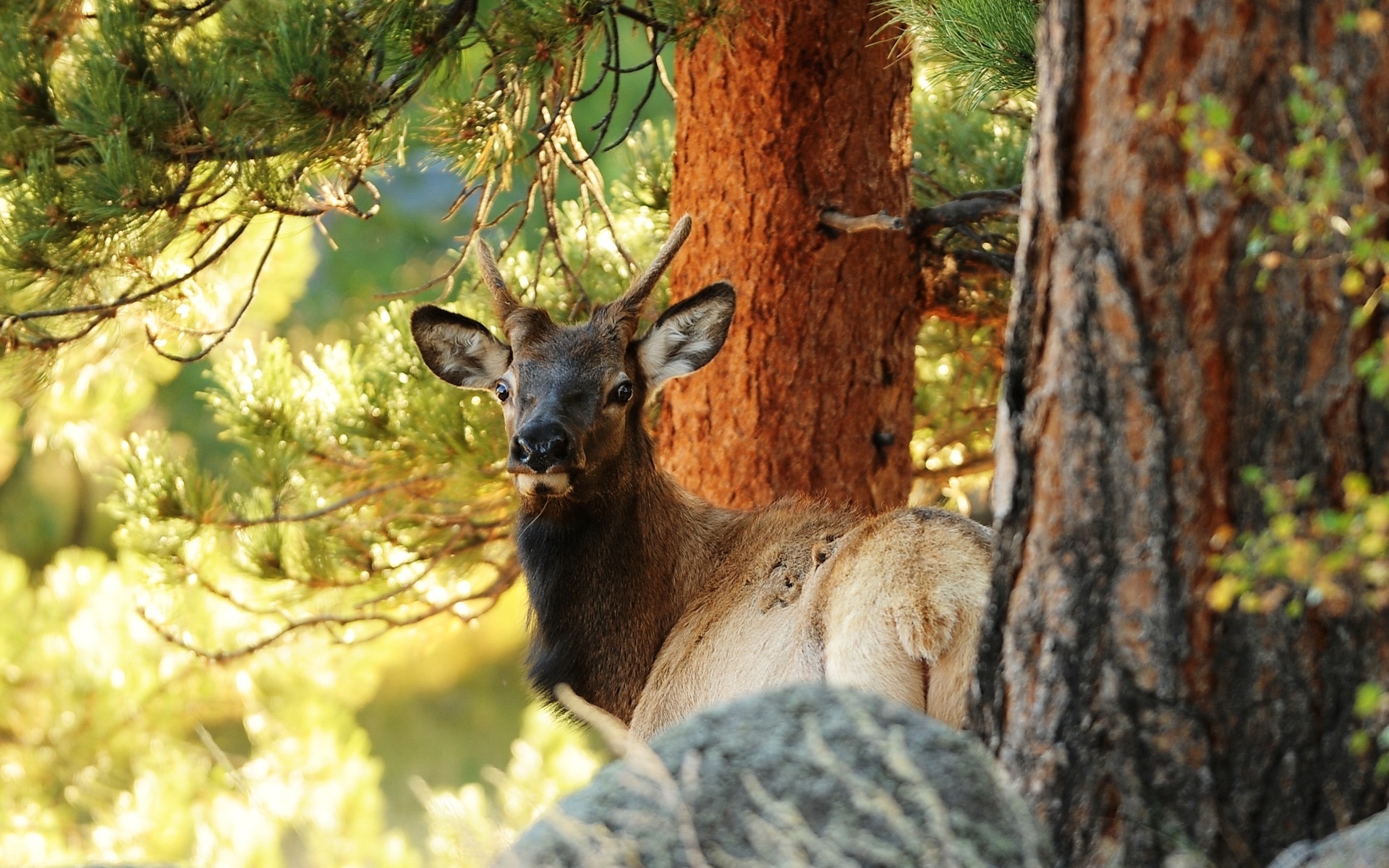 Free download wallpaper Animal, Deer on your PC desktop