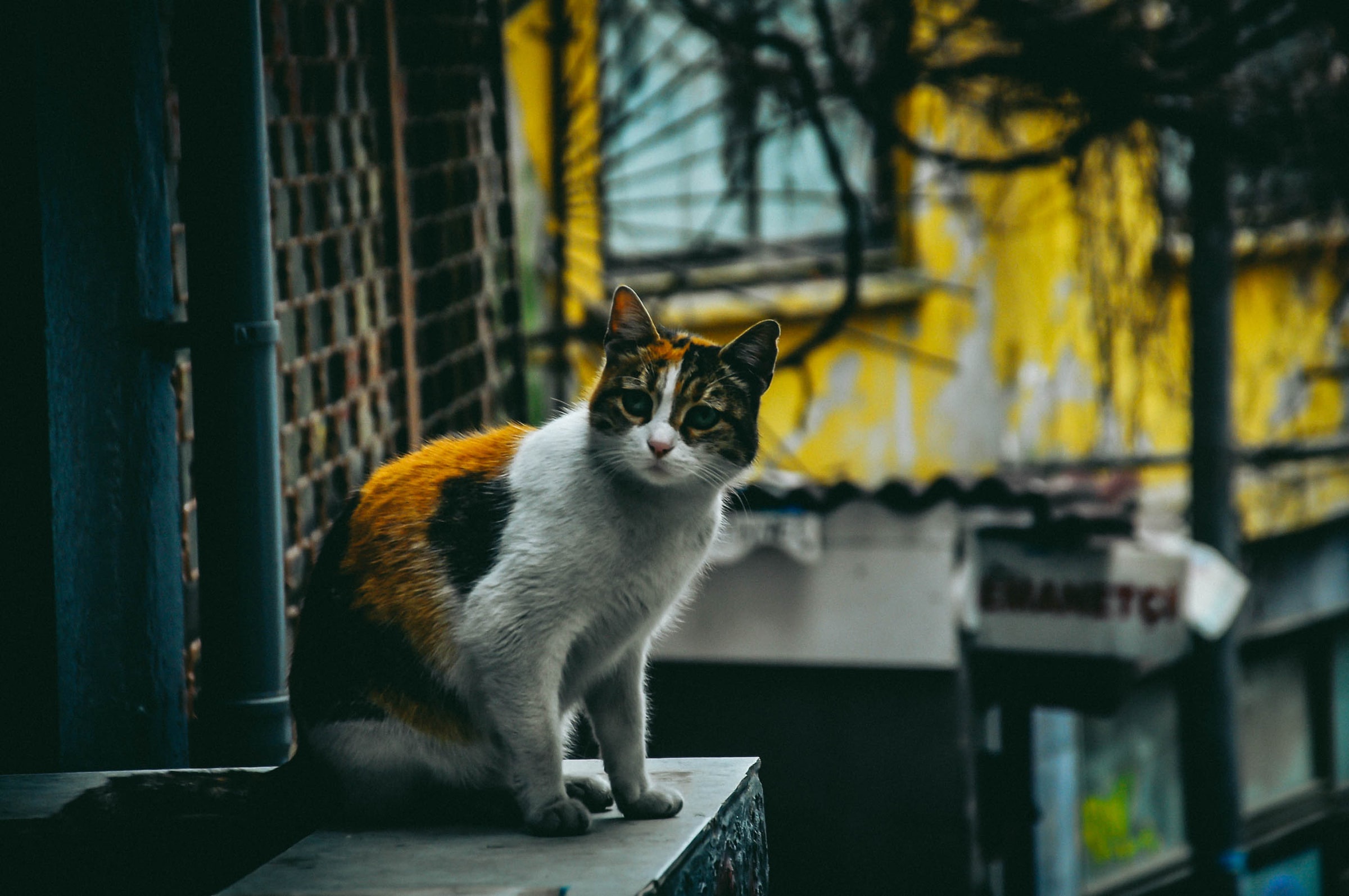 Baixe gratuitamente a imagem Animais, Gatos, Gato na área de trabalho do seu PC