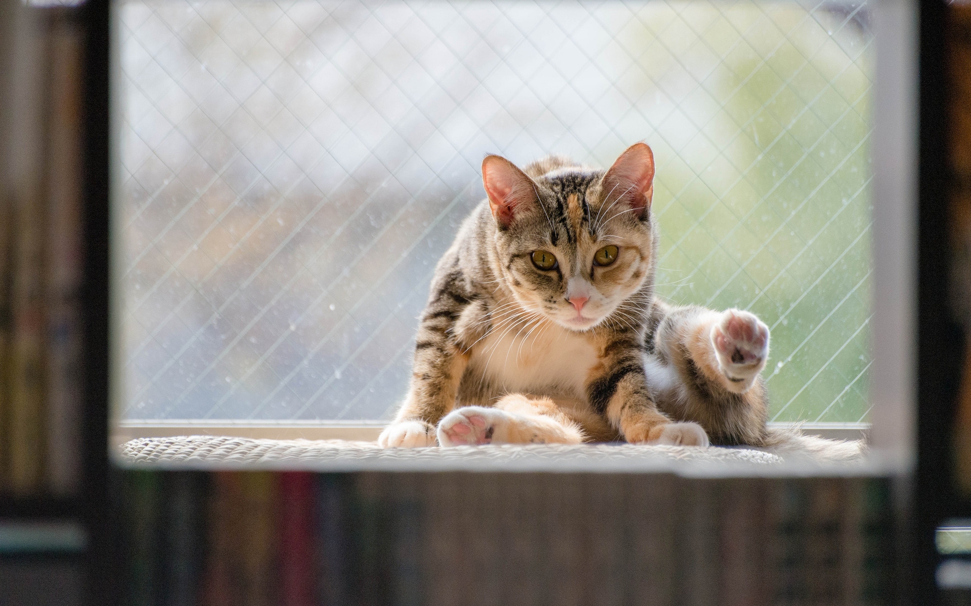 PCデスクトップにネコ, 猫, 動物画像を無料でダウンロード