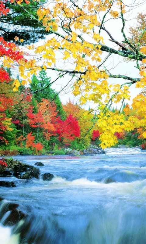 Скачать картинку Река, Осень, Водопады, Водопад, Лес, Лист, Ветка, Земля, Листва, Падать, Земля/природа, Ответвляться в телефон бесплатно.
