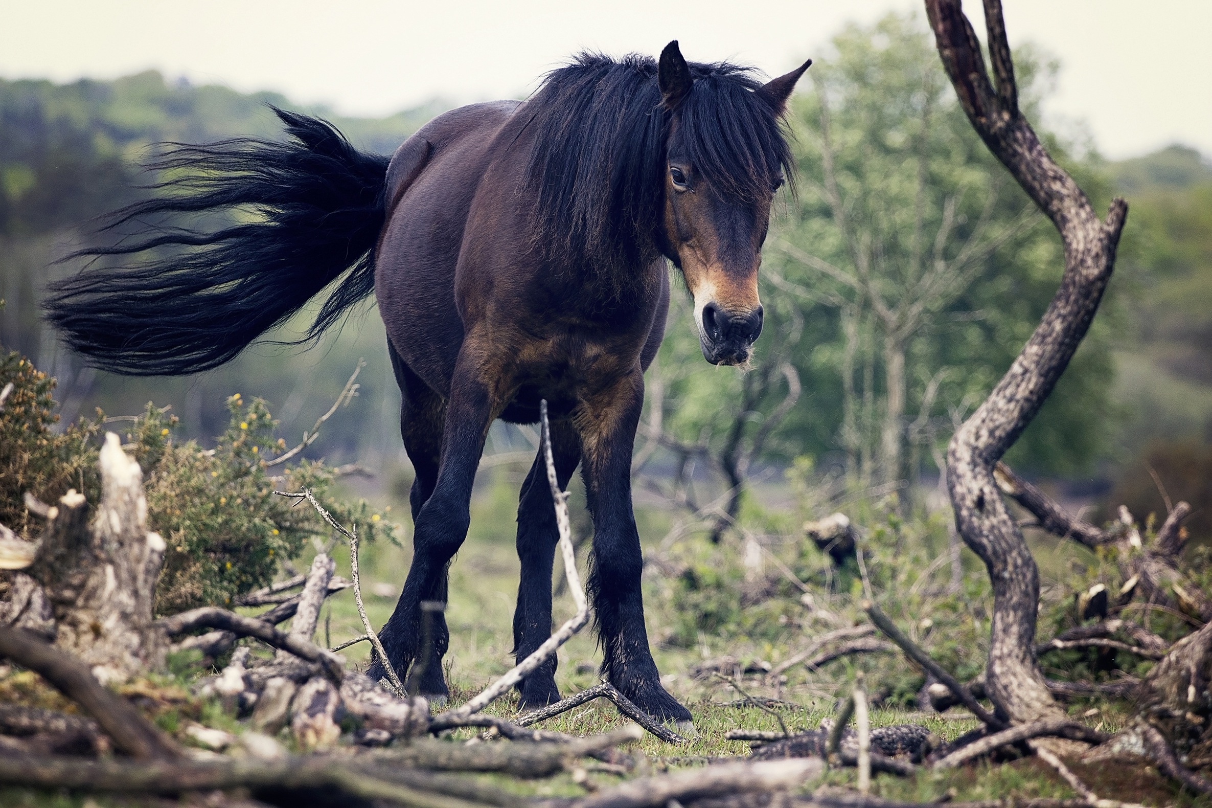 Laden Sie das Schwanz, Bäume, Pferd, Wind, Tiere-Bild kostenlos auf Ihren PC-Desktop herunter