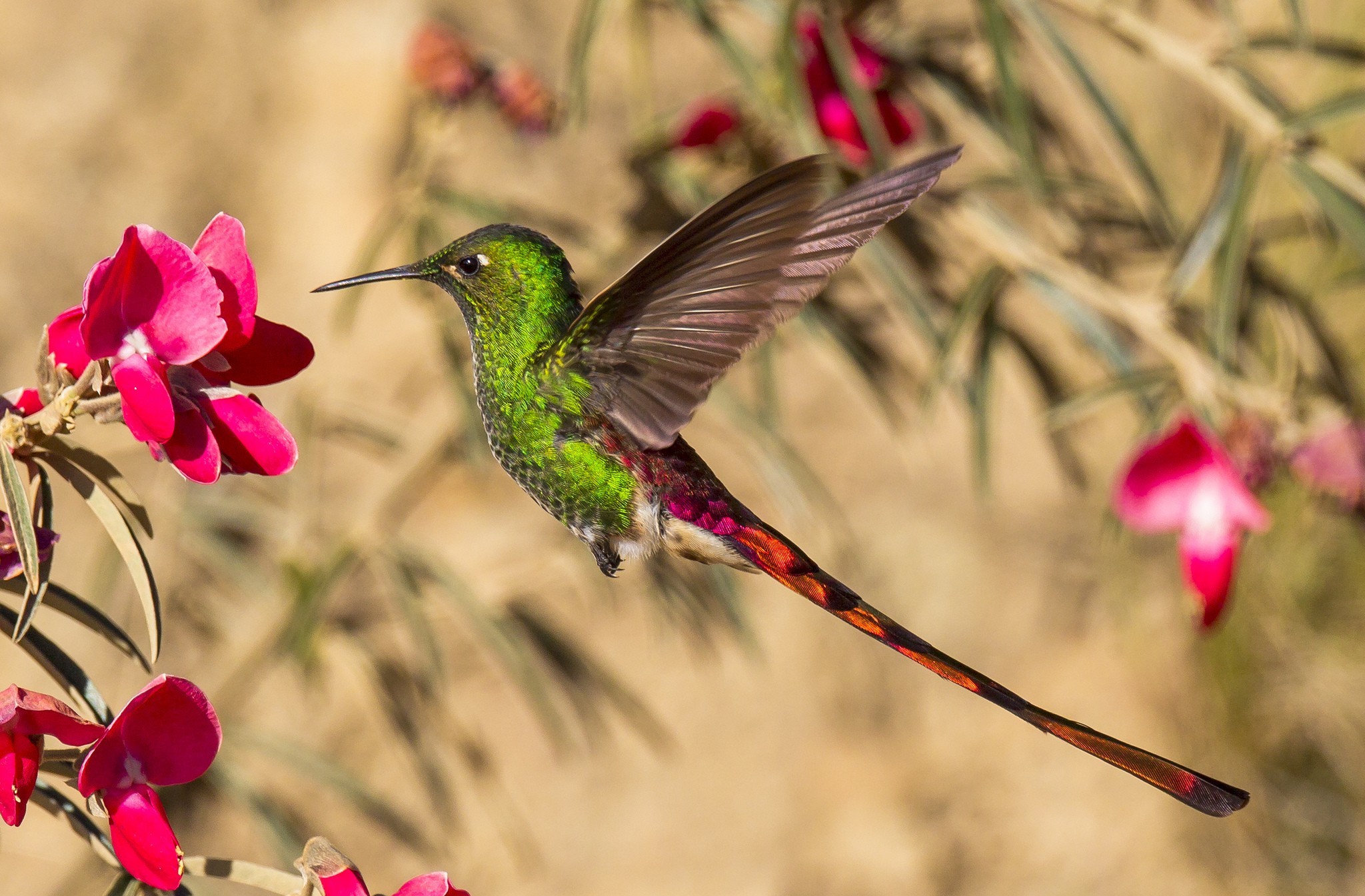 347358 скачать обои колибри, полет, животные, цветок, крылья, птицы - заставки и картинки бесплатно