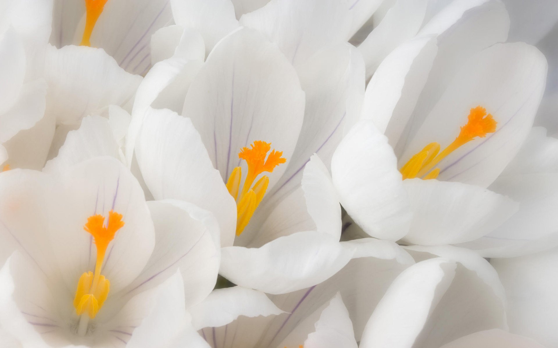 Téléchargez gratuitement l'image Fleurs, Fleur, Fermer, Crocus, Fleur Blanche, Terre/nature sur le bureau de votre PC