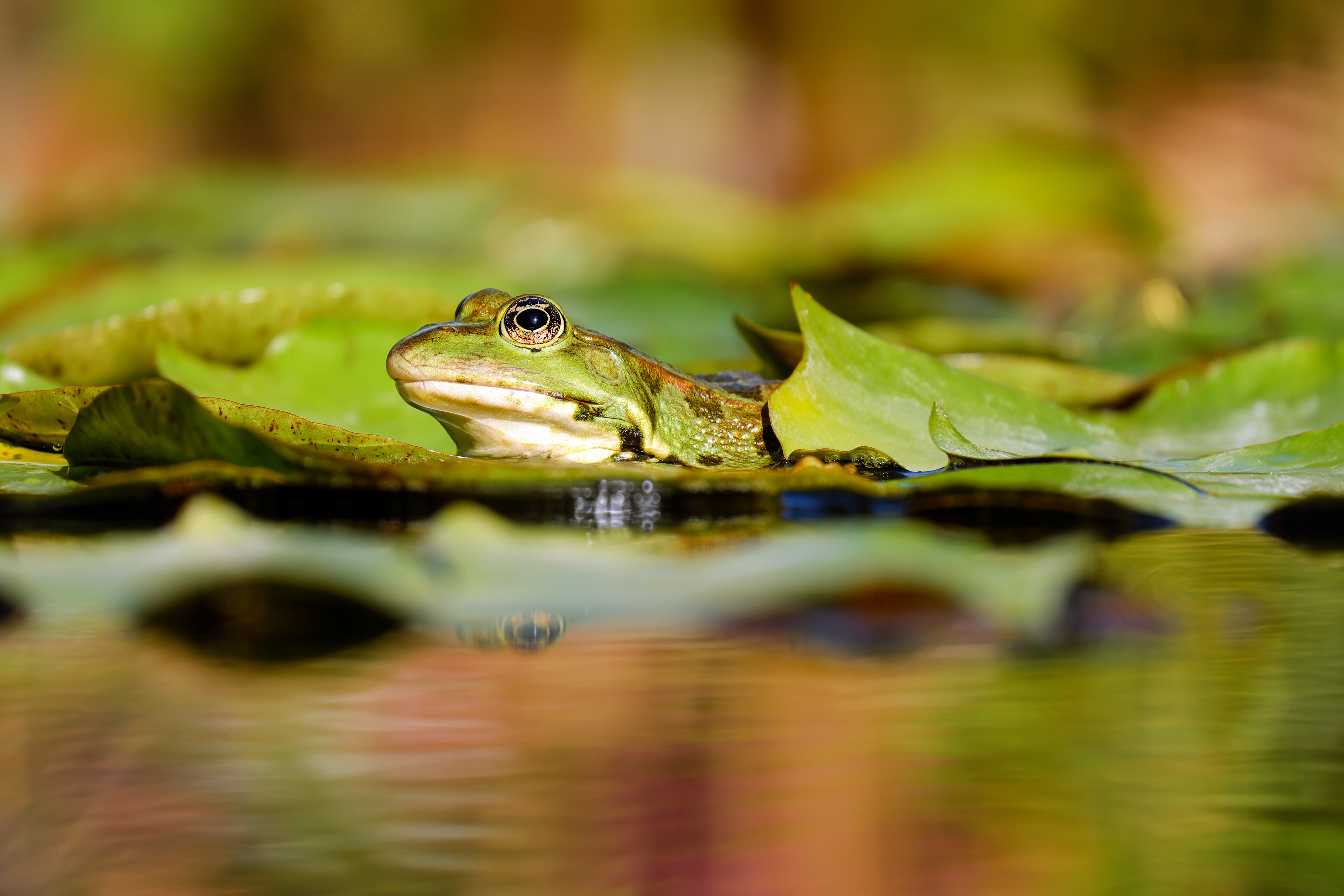 Download mobile wallpaper Water, Frogs, Blur, Animal, Frog, Amphibian, Lily Pad for free.
