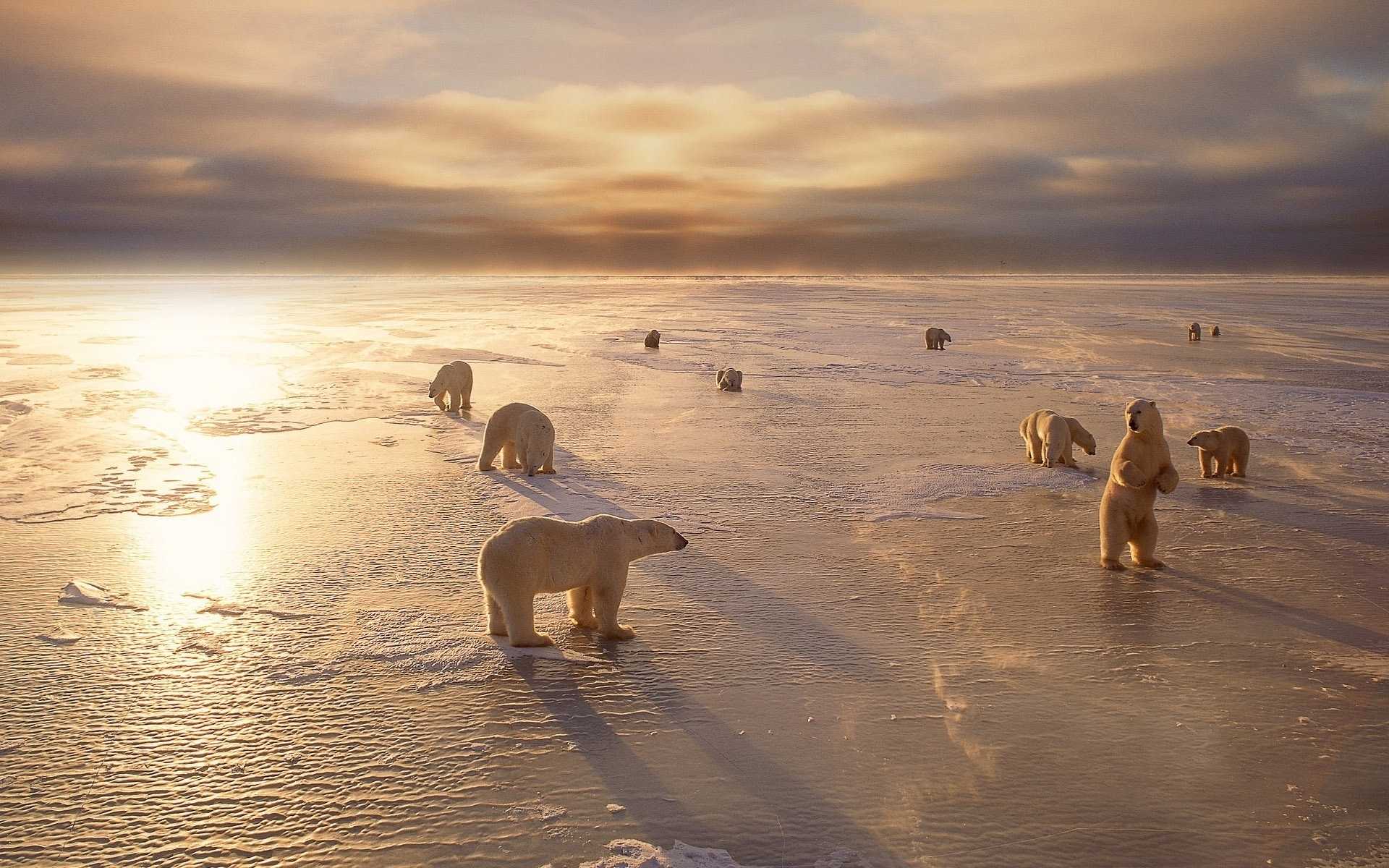 Baixar papel de parede para celular de Ursos, Urso Polar, Animais gratuito.