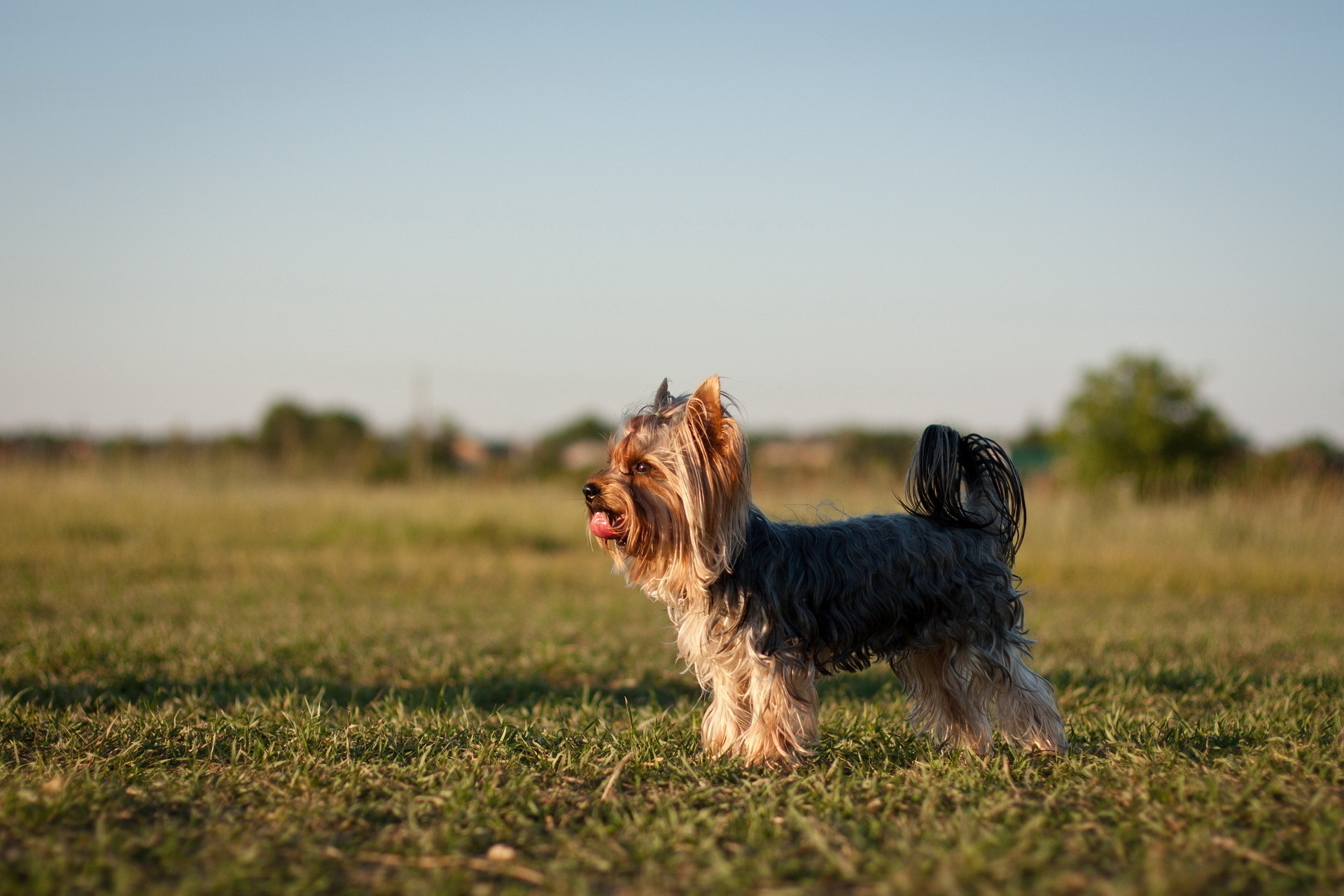 Téléchargez gratuitement l'image Animaux, Chiens, Chien sur le bureau de votre PC