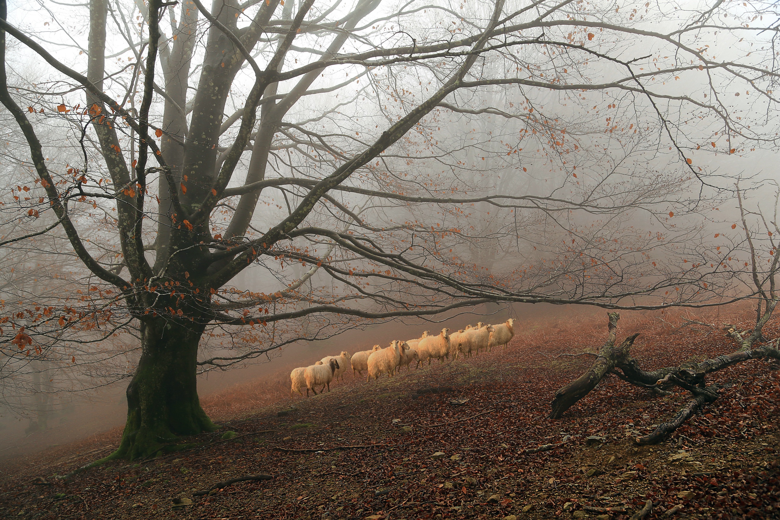 Download mobile wallpaper Forest, Tree, Fog, Fall, Animal, Sheep for free.