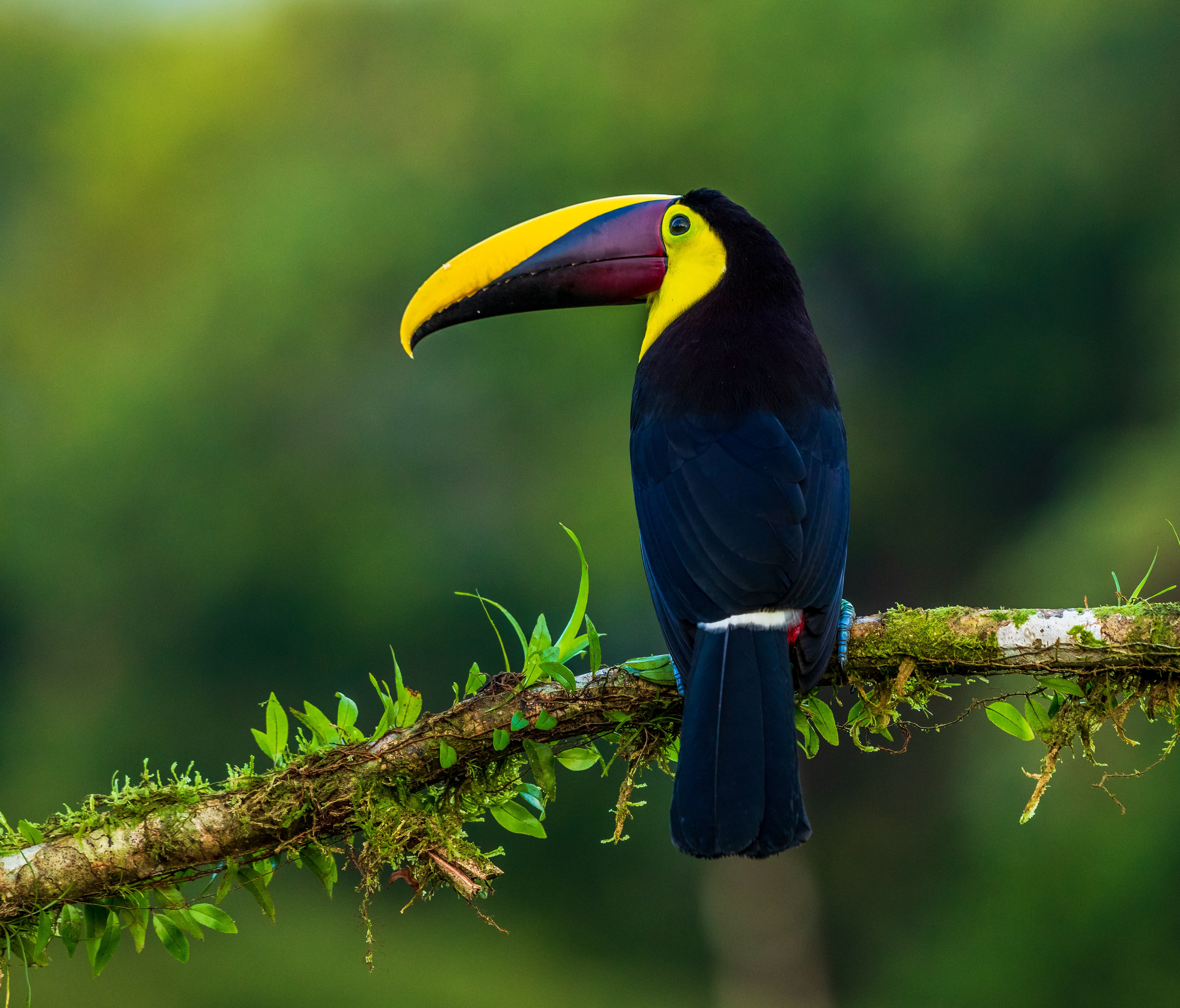 bird, animals, toucan, beak, branch, color, exotic