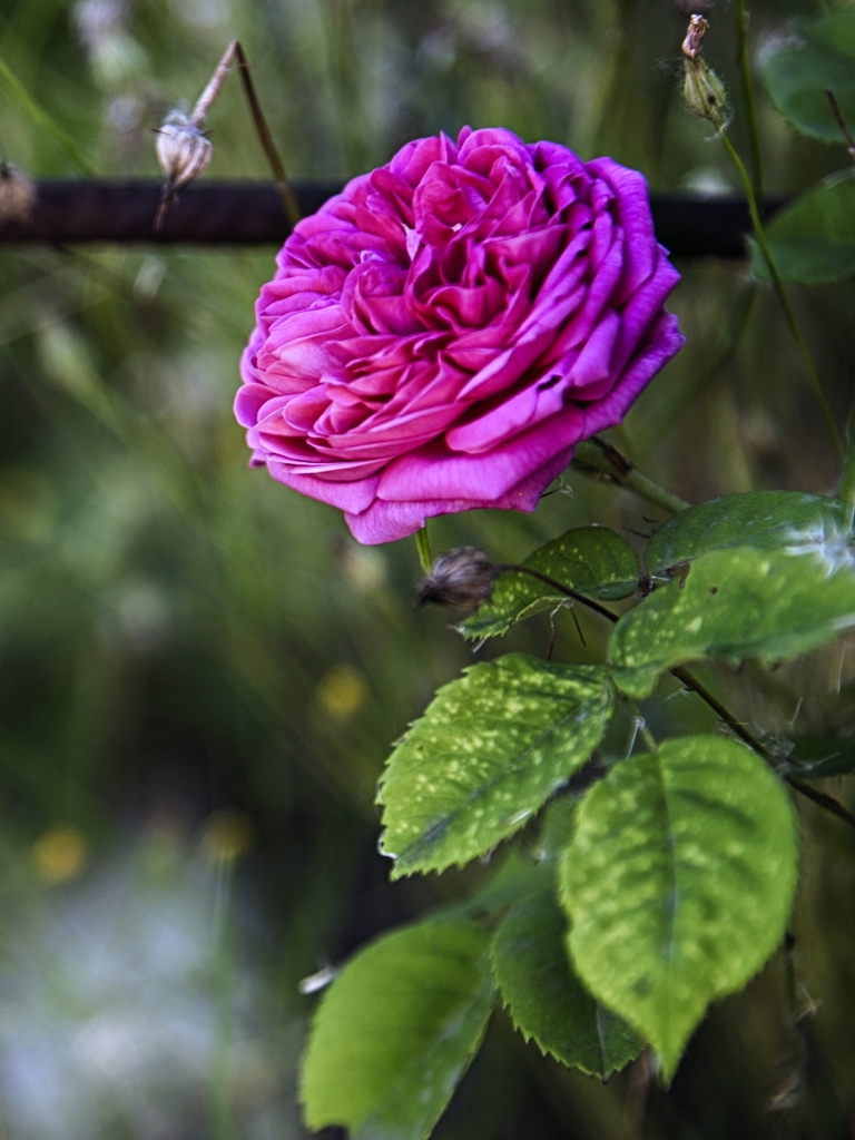 Handy-Wallpaper Blumen, Blume, Rose, Frühling, Erde/natur, Pinke Rose kostenlos herunterladen.