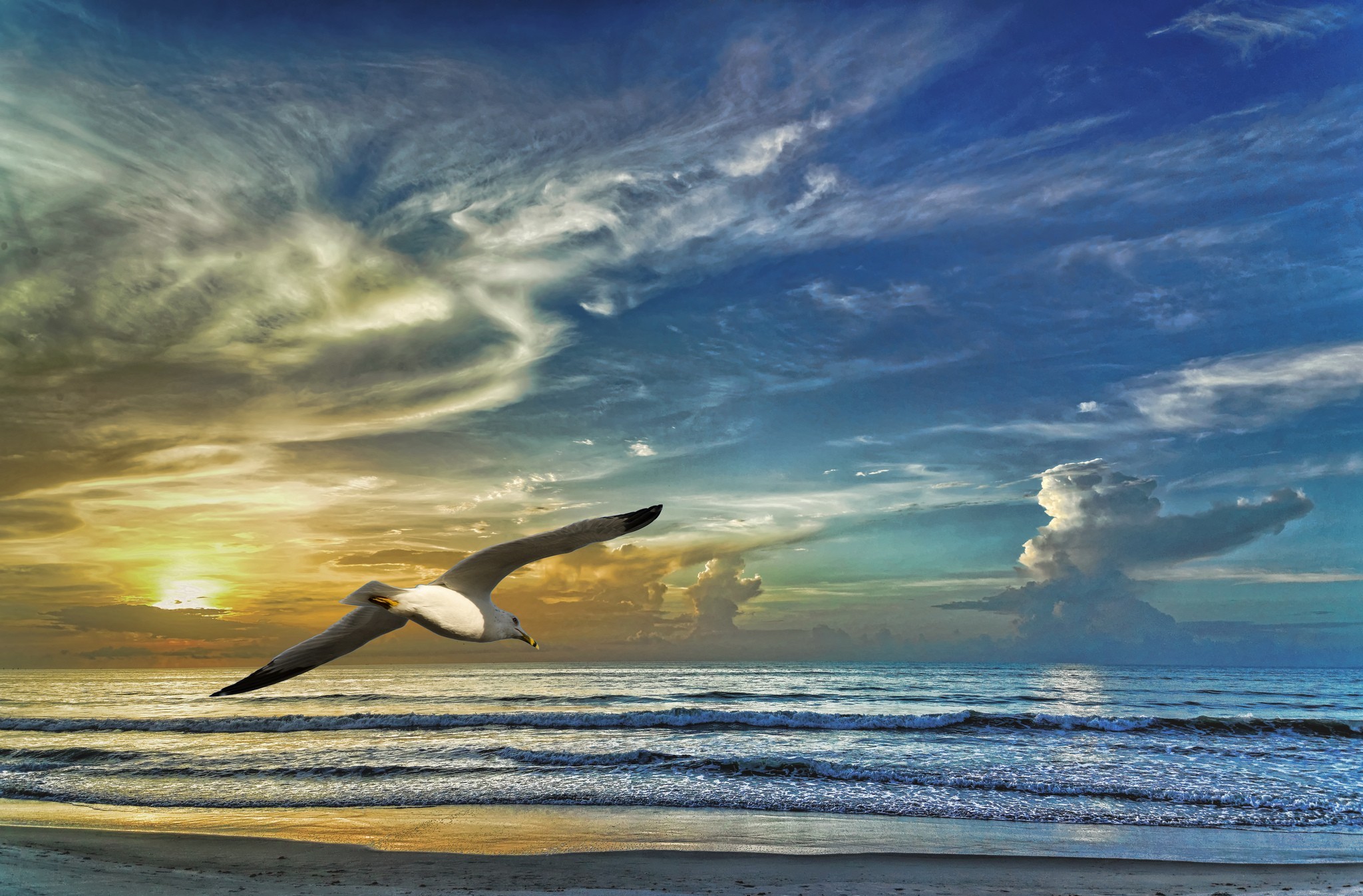 animal, seagull, cloud, flight, sea, seashore, sunset, wave, birds