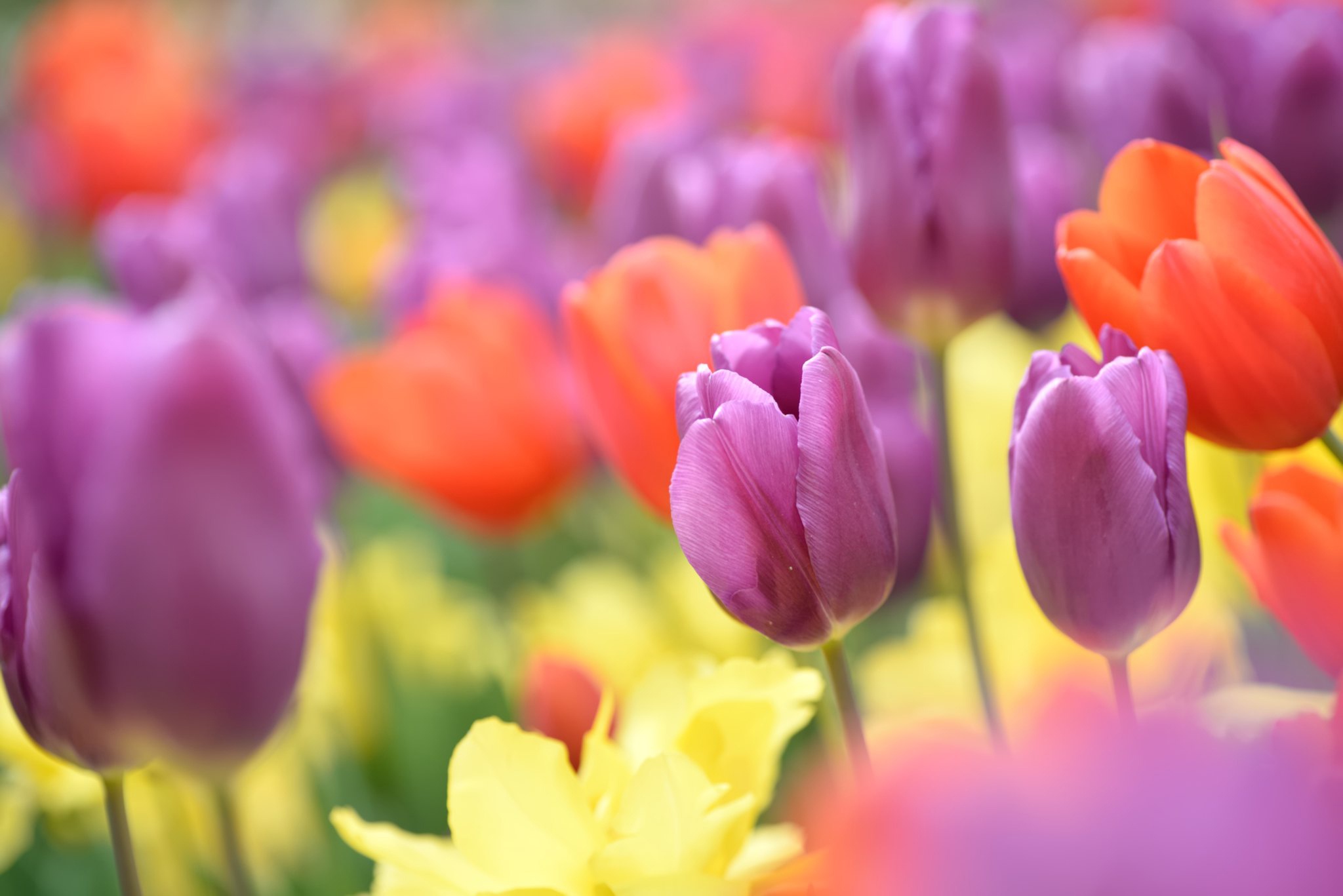 Free download wallpaper Nature, Flowers, Flower, Macro, Earth, Tulip, Purple Flower, Orange Flower on your PC desktop