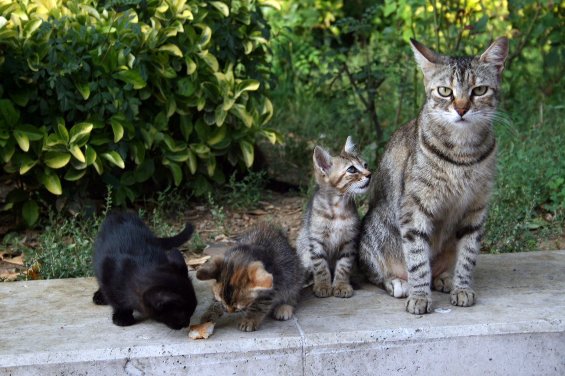 Laden Sie das Tiere, Katzen, Katze-Bild kostenlos auf Ihren PC-Desktop herunter