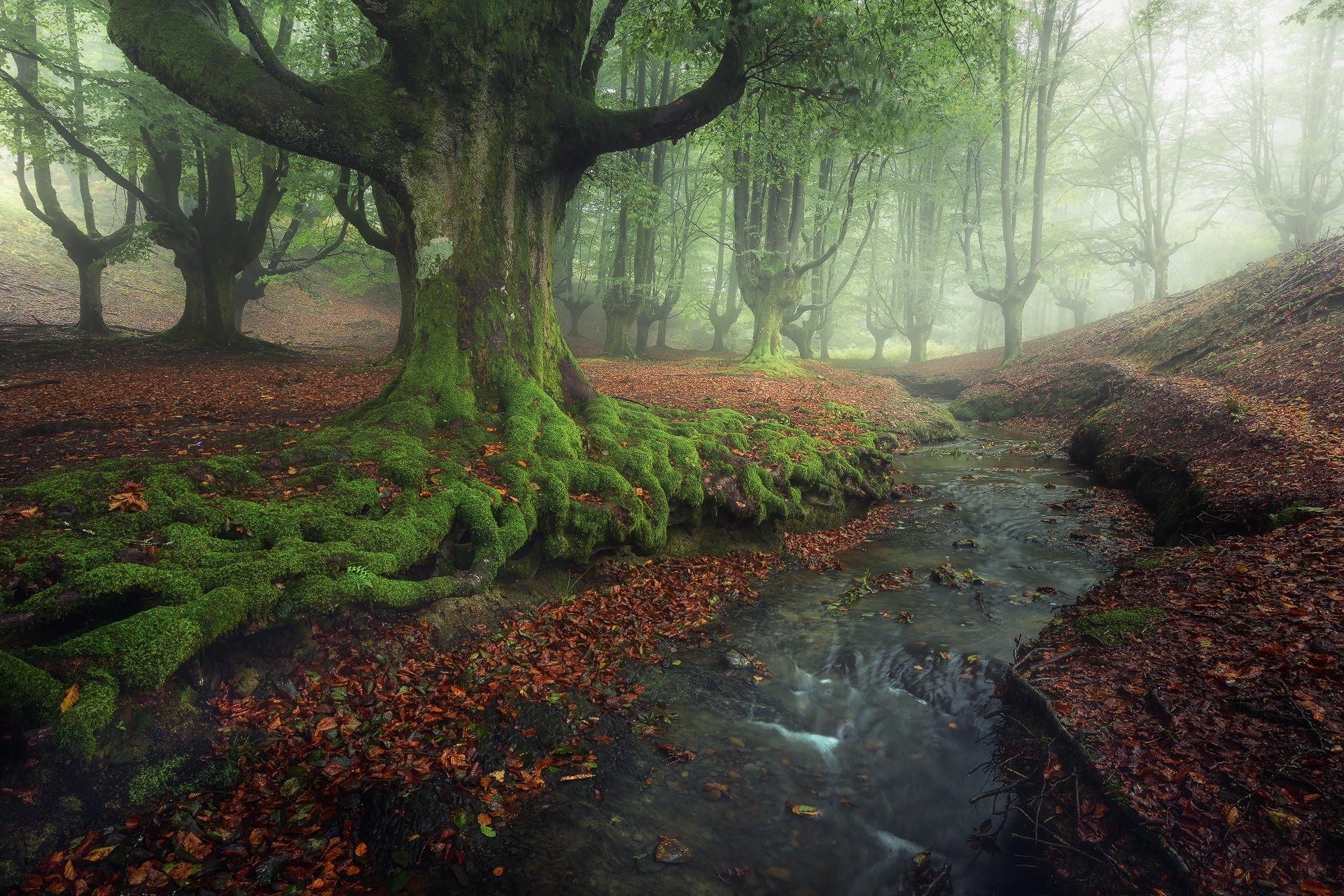 Download mobile wallpaper Nature, Tree, Fog, Earth, Moss, Stream for free.