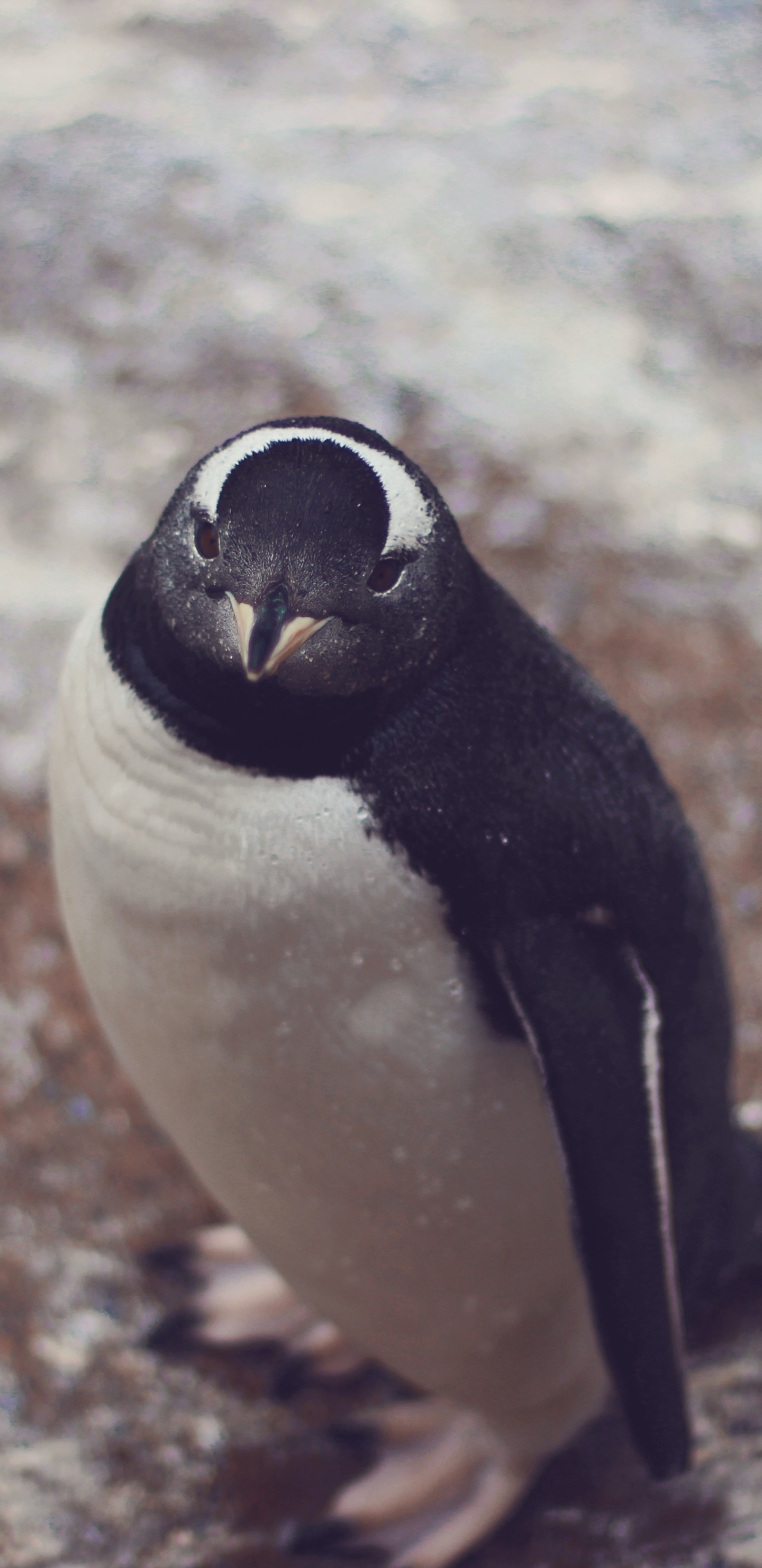 Descarga gratis la imagen Animales, Pájaro, Pingüino, Aves, Ave en el escritorio de tu PC