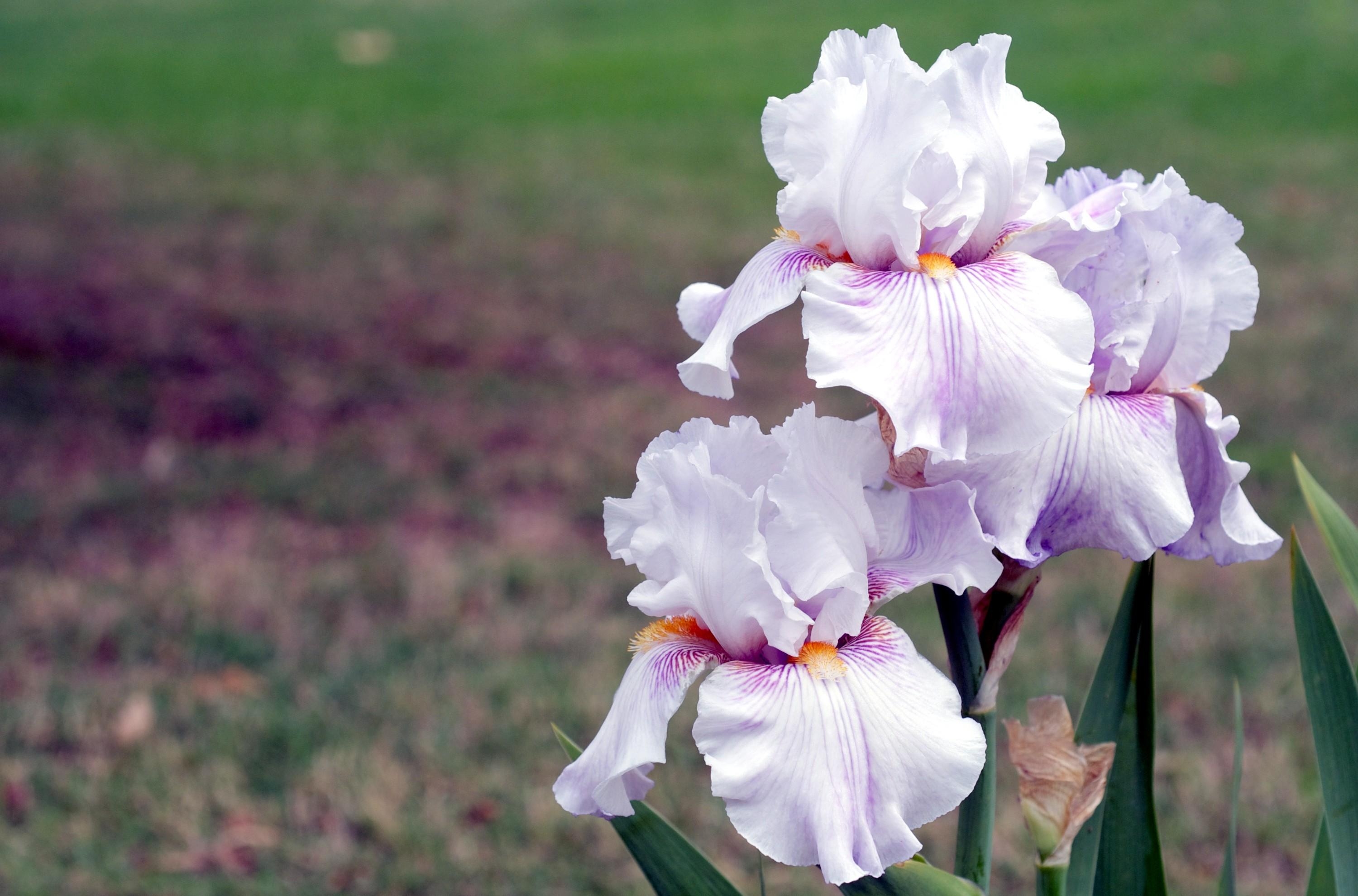 Free download wallpaper Flowers, Blur, Smooth, Irises, Close Up on your PC desktop