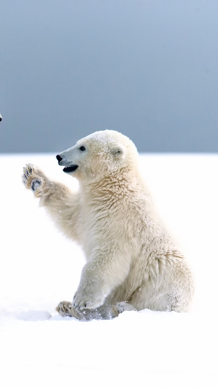 Download mobile wallpaper Snow, Bears, Bear, Animal, Cute, Polar Bear for free.