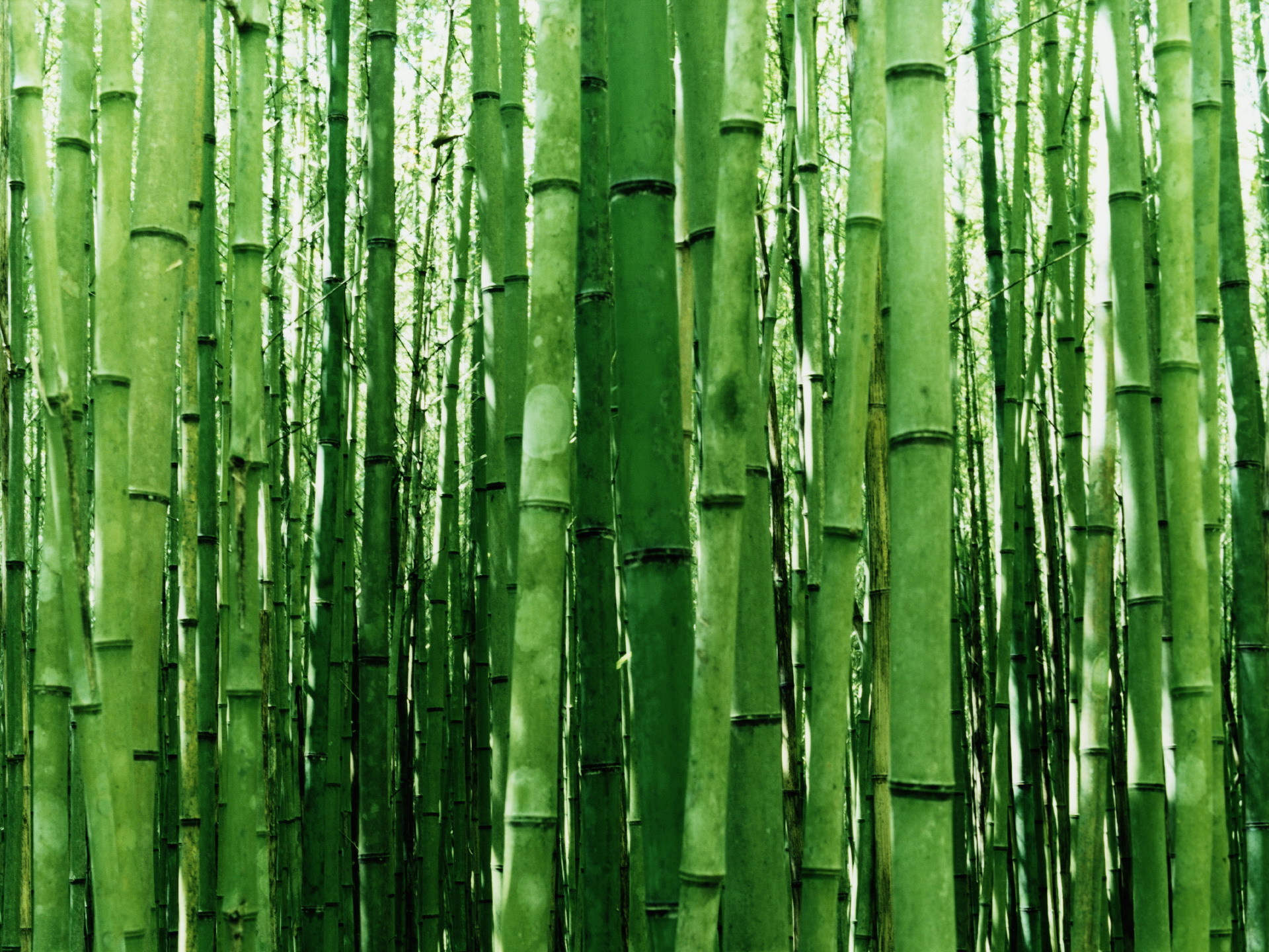 Download mobile wallpaper Nature, Earth, Bamboo for free.