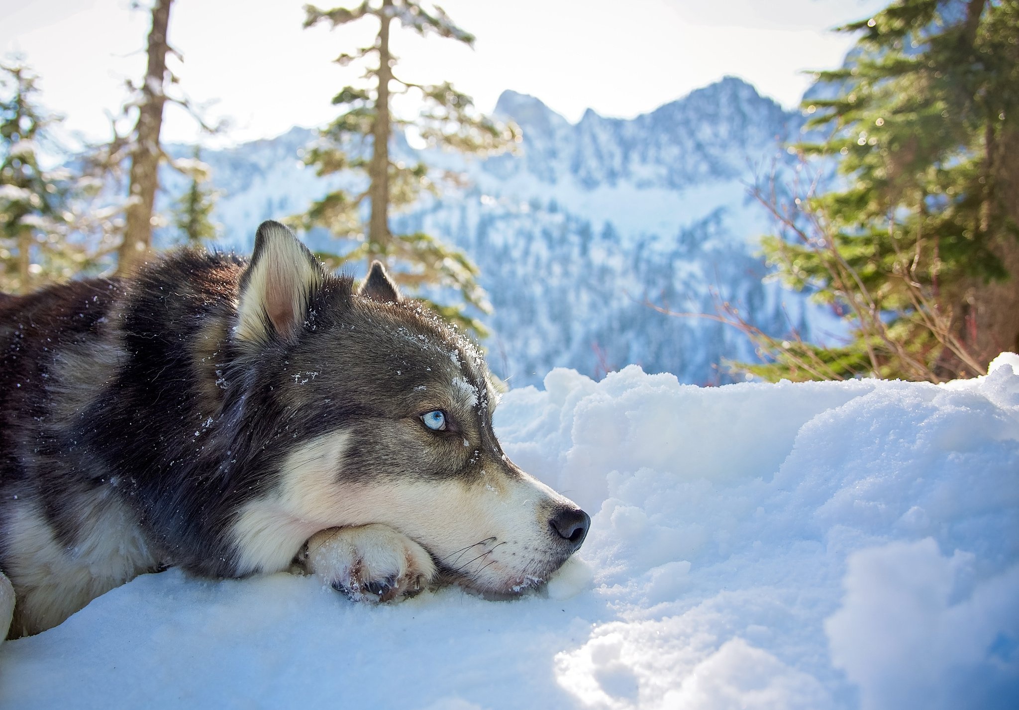 Download mobile wallpaper Winter, Dogs, Snow, Dog, Animal, Husky, Resting for free.