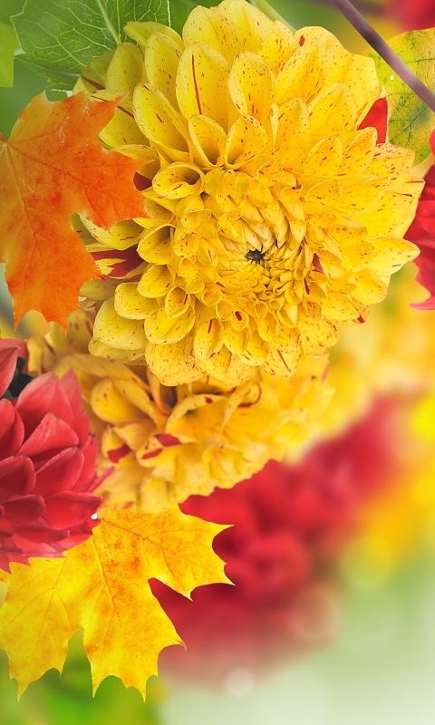 Download mobile wallpaper Flowers, Earth, Dahlia for free.