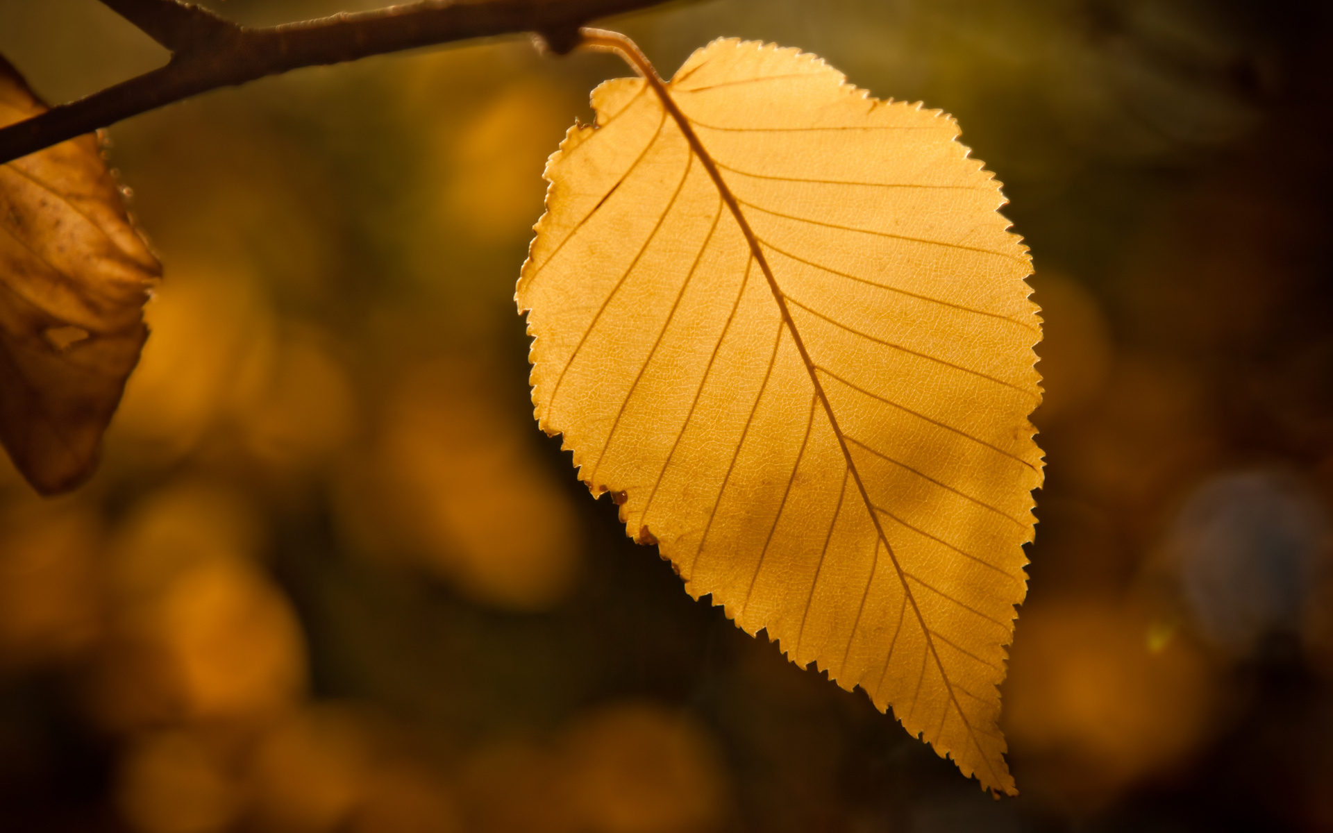 Free download wallpaper Leaf, Earth on your PC desktop