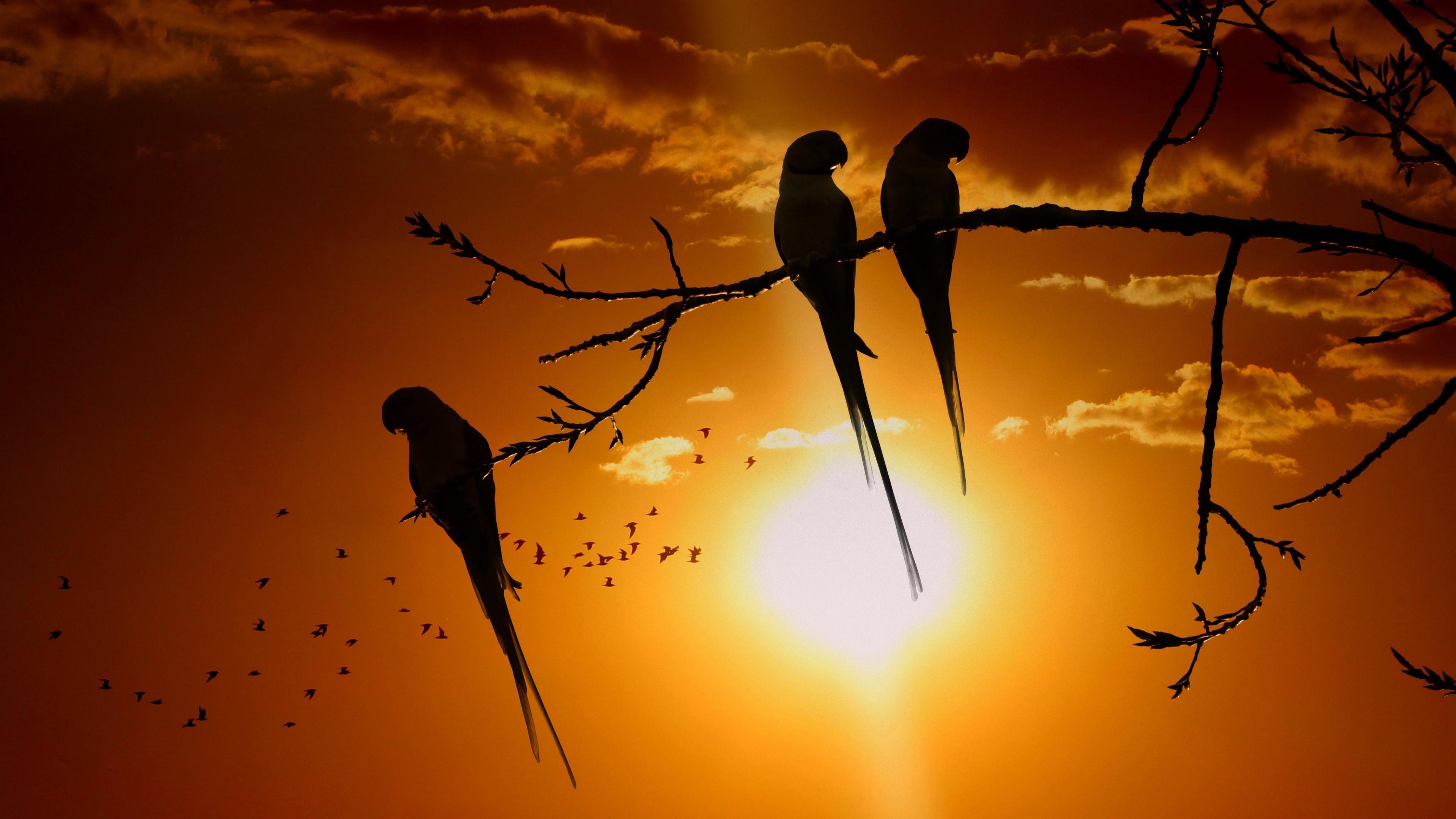 Download mobile wallpaper Birds, Sunset, Silhouette, Bird, Branch, Animal, Parrot for free.
